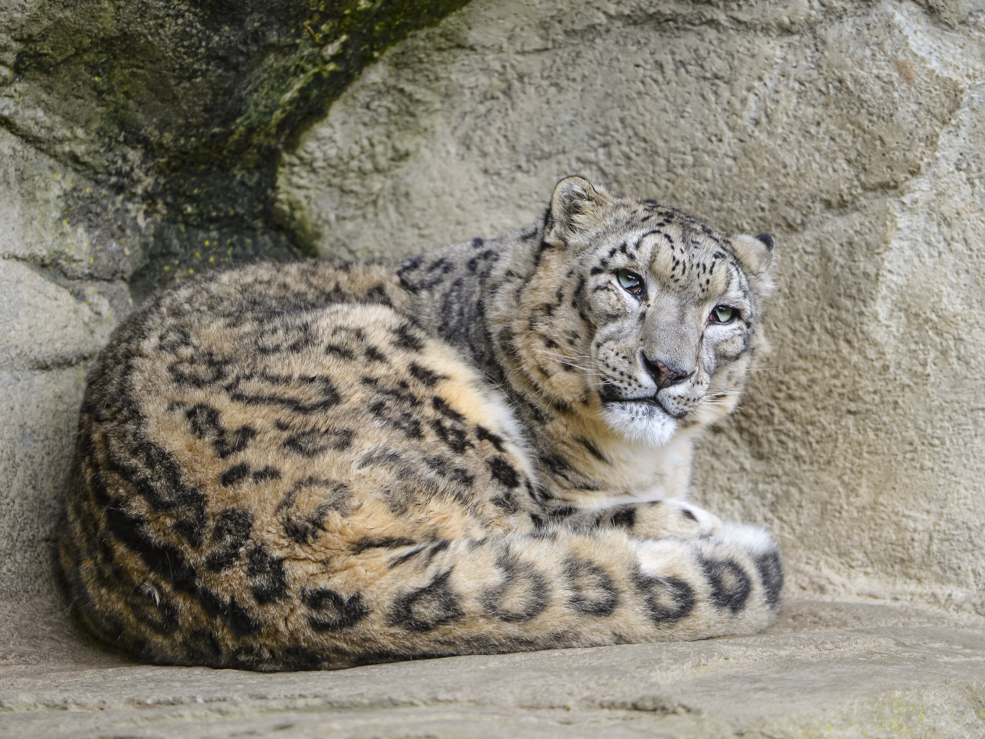 Snow leopard resting on rocks HD Wallpaper