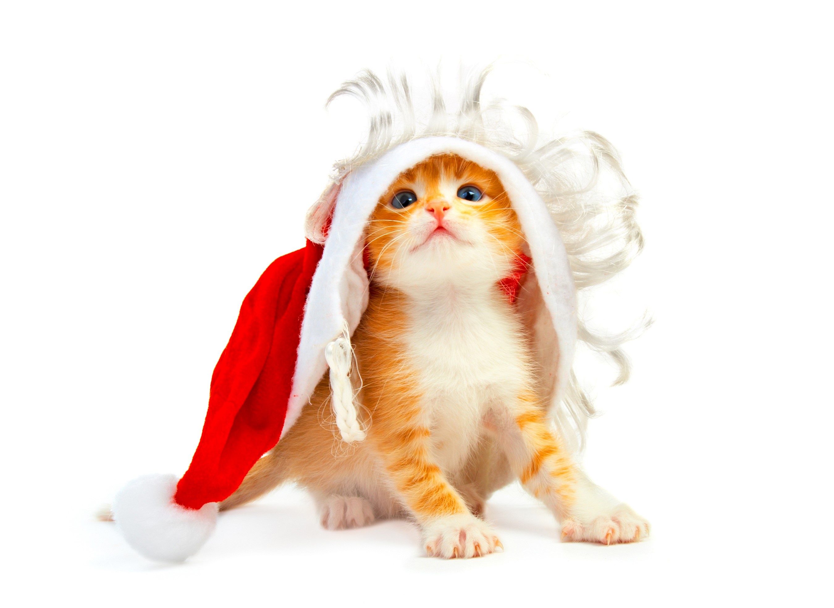 Ginger kitten wearing a Santa hat and wig HD Wallpaper