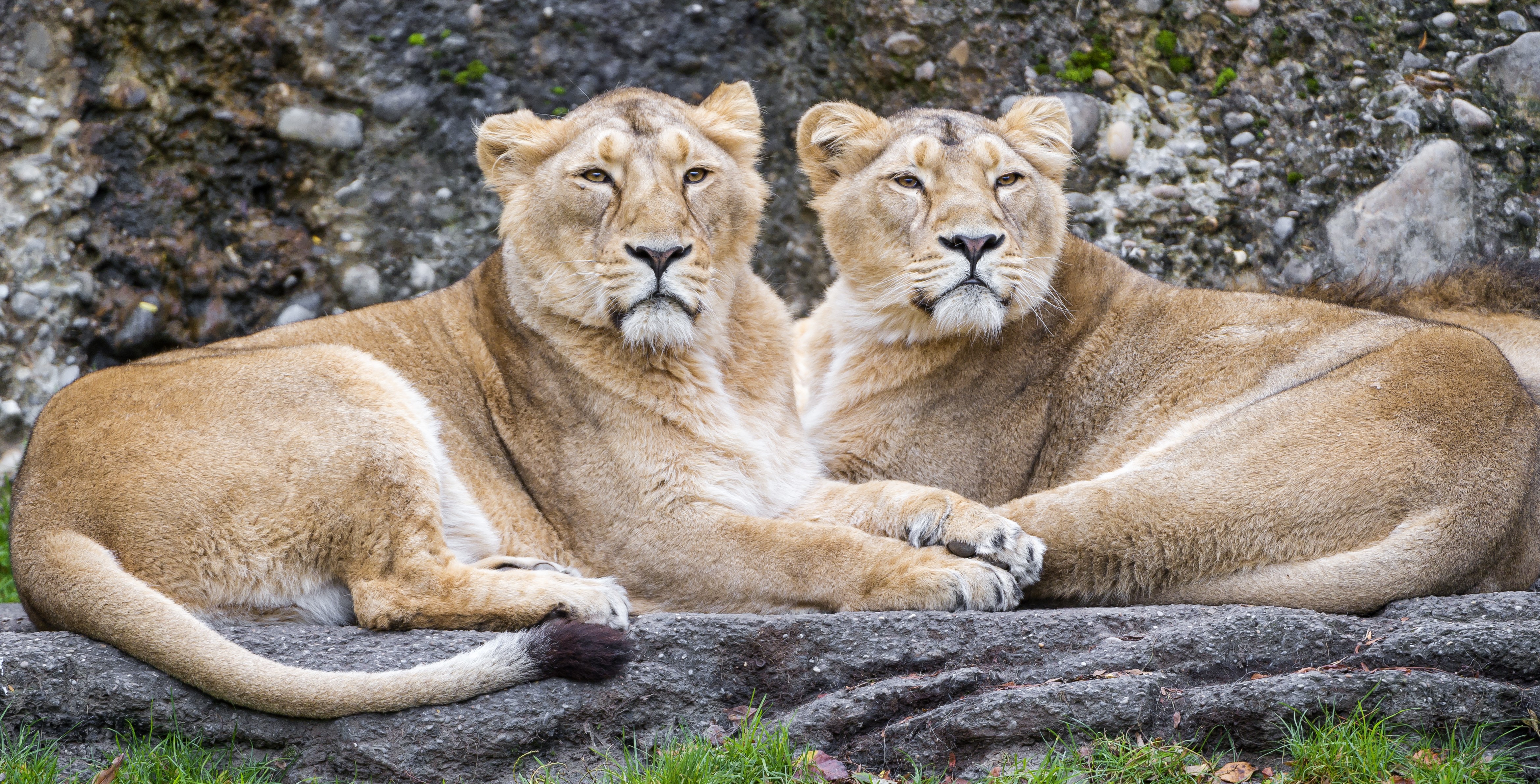 Two Lions Resting on Rocks HD Wallpaper
