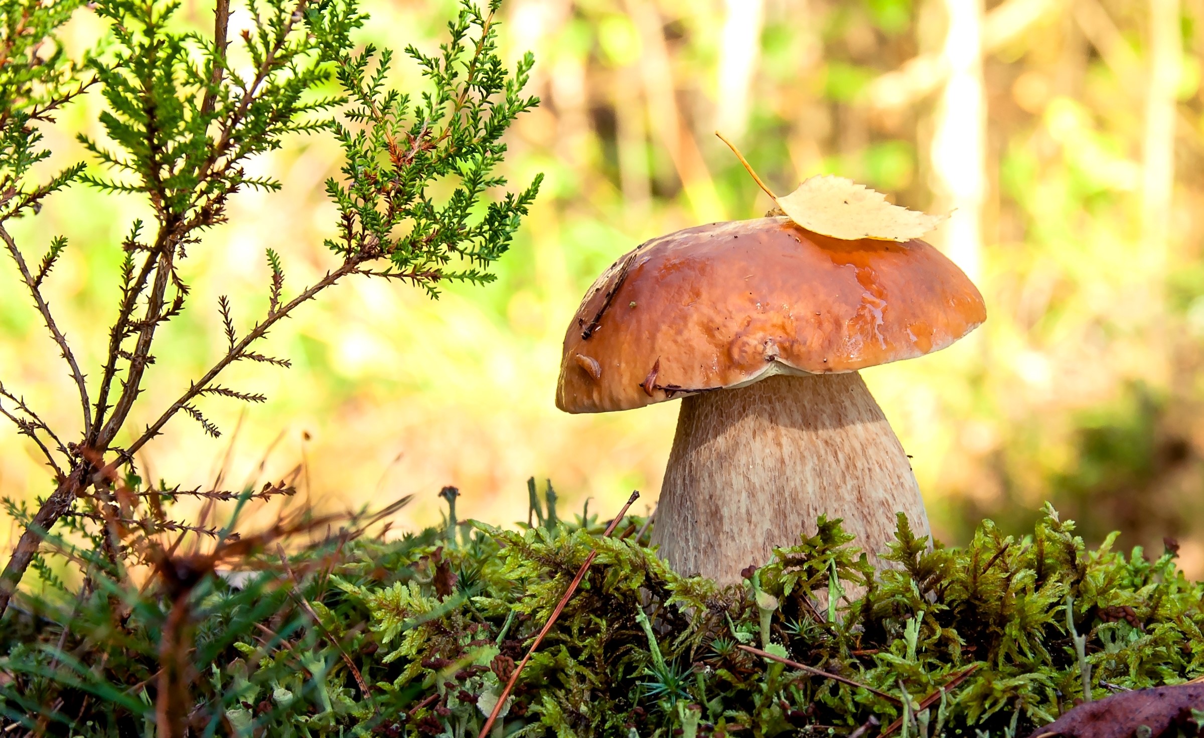 Mushroom growing in moss with a small tree HD Wallpaper