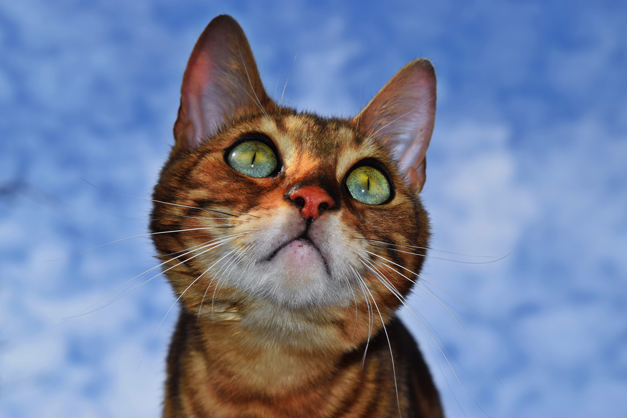 Bengal cat looking up at the sky HD Wallpaper
