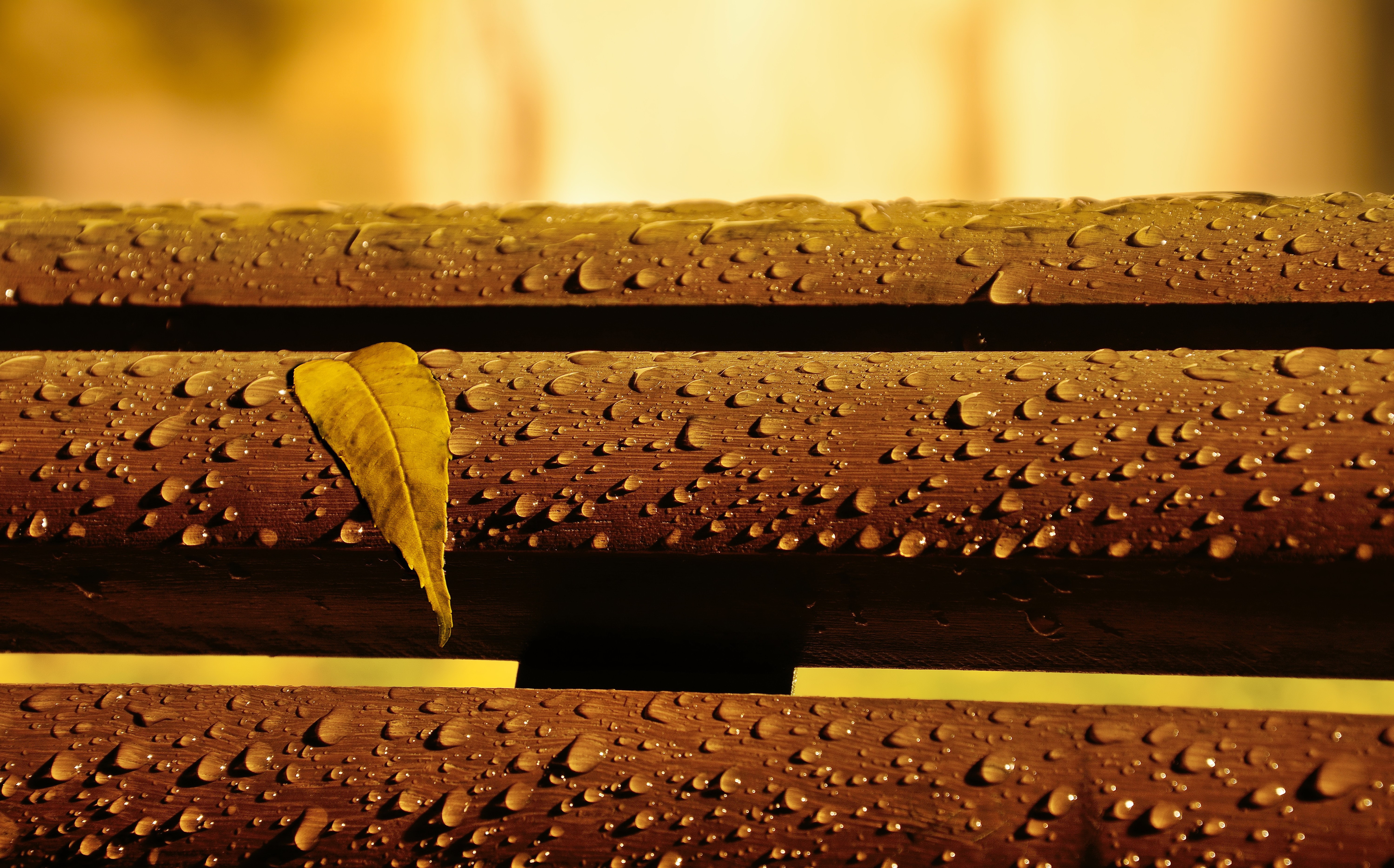 Close-up of a wet wooden bench with a single leaf HD Wallpaper
