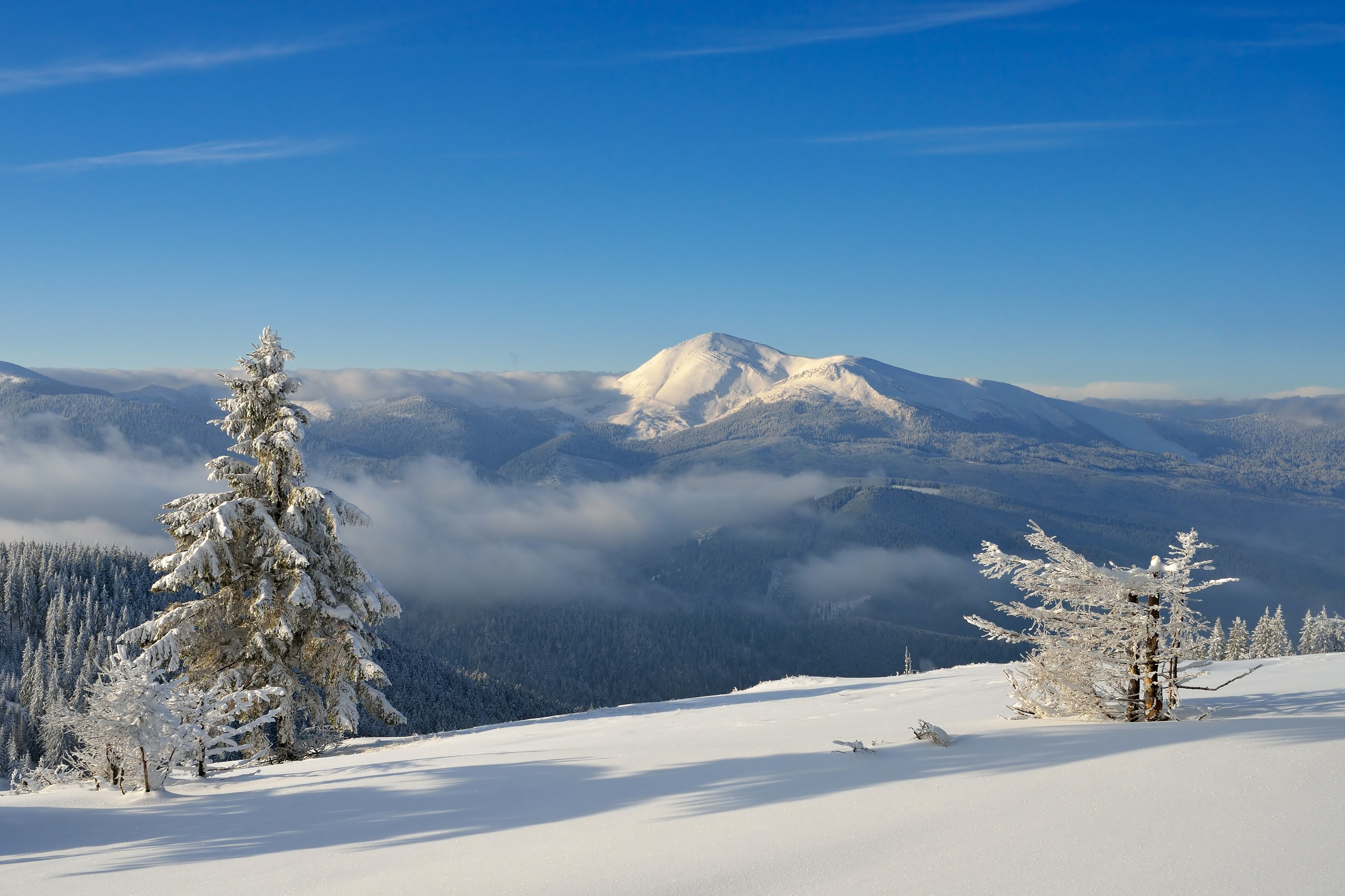 Snowy mountains and evergreen trees under a blue sky HD Wallpaper