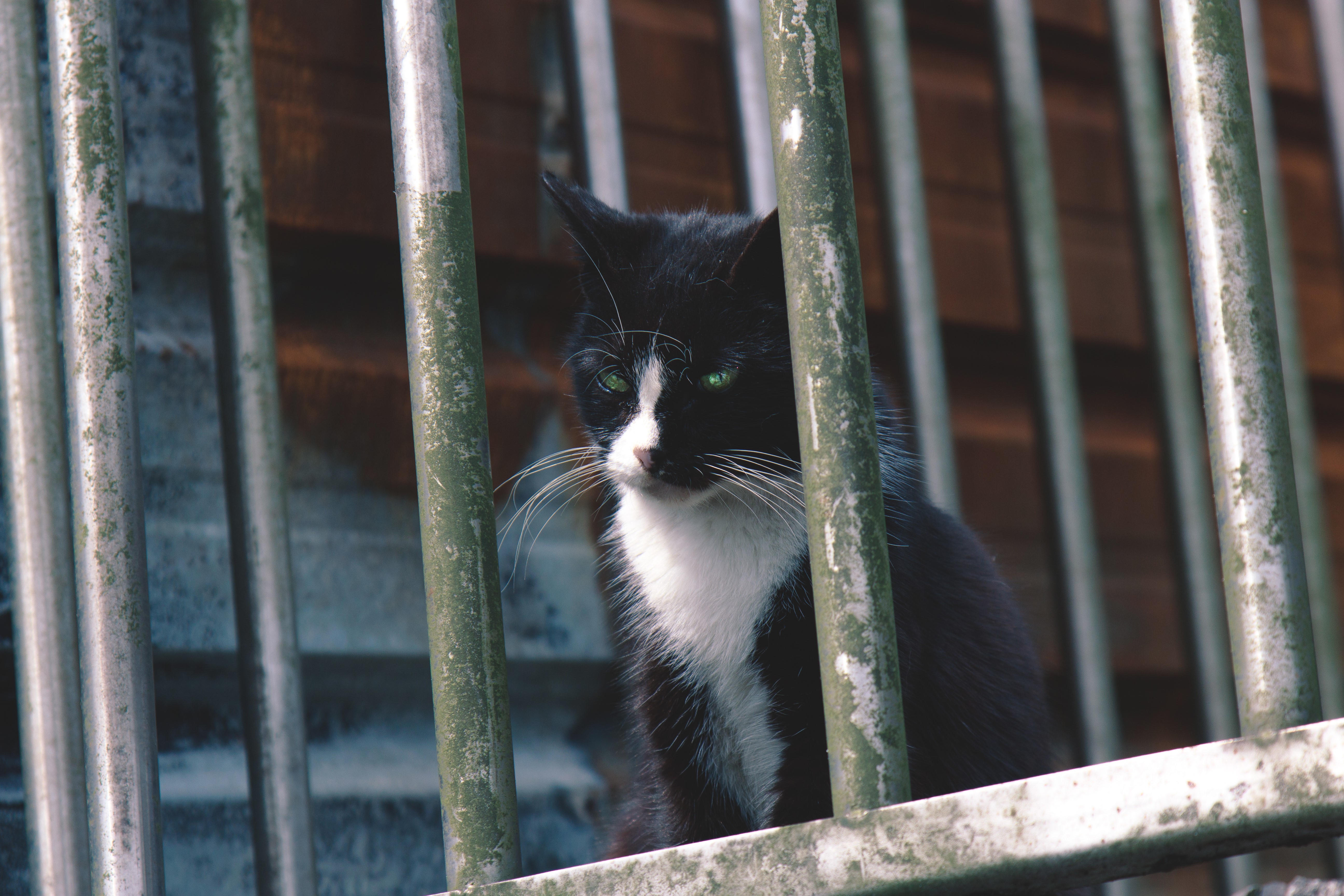 Black and white cat behind bars HD Wallpaper