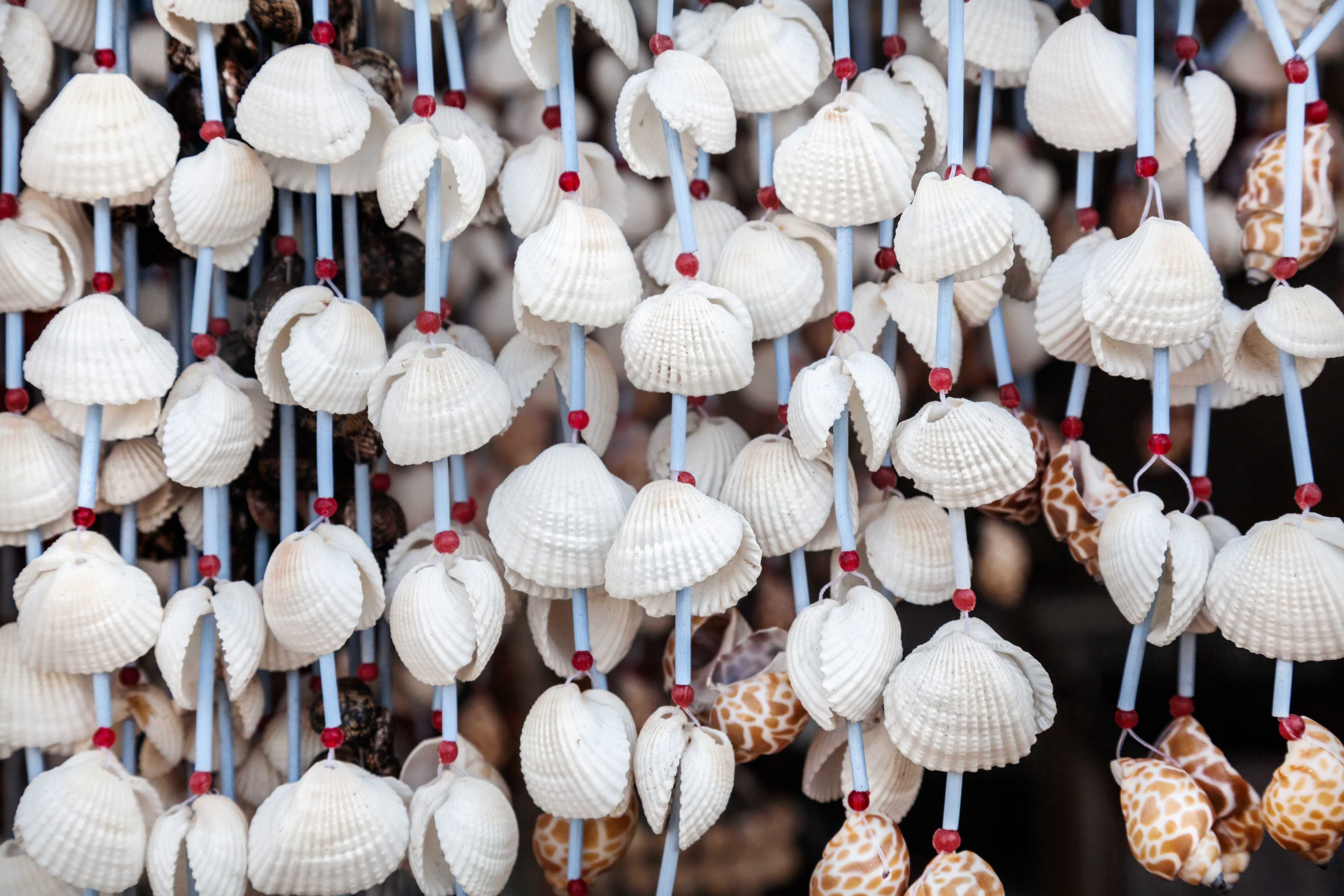 Shells hanging on strings with red beads HD Wallpaper