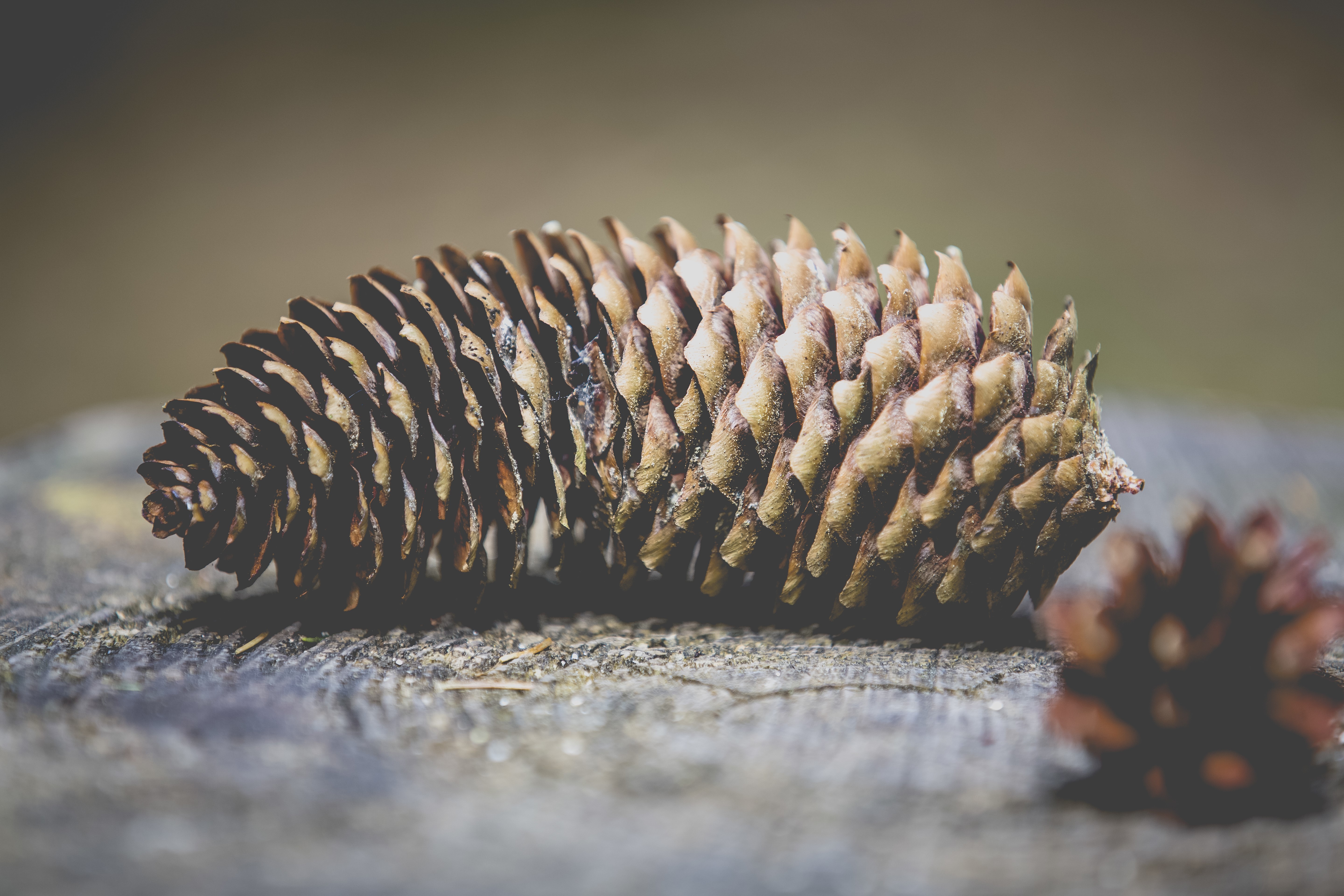 Pine cone on a wooden surface HD Wallpaper