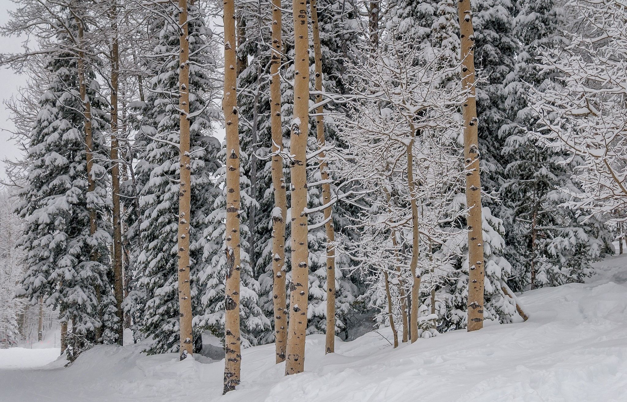 Snow covered trees in a forest during winter HD Wallpaper