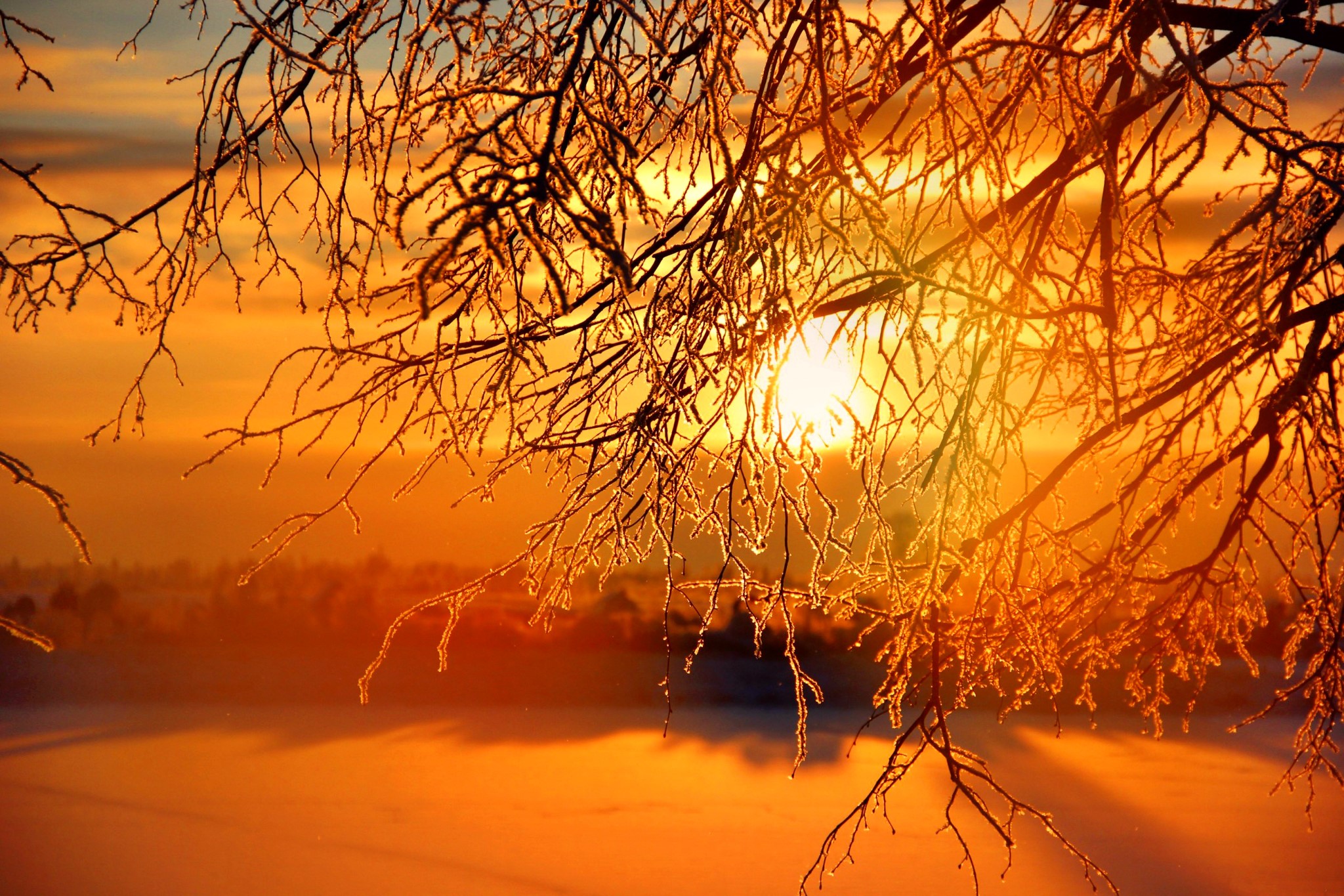 Winter sunrise through frosted branches HD Wallpaper
