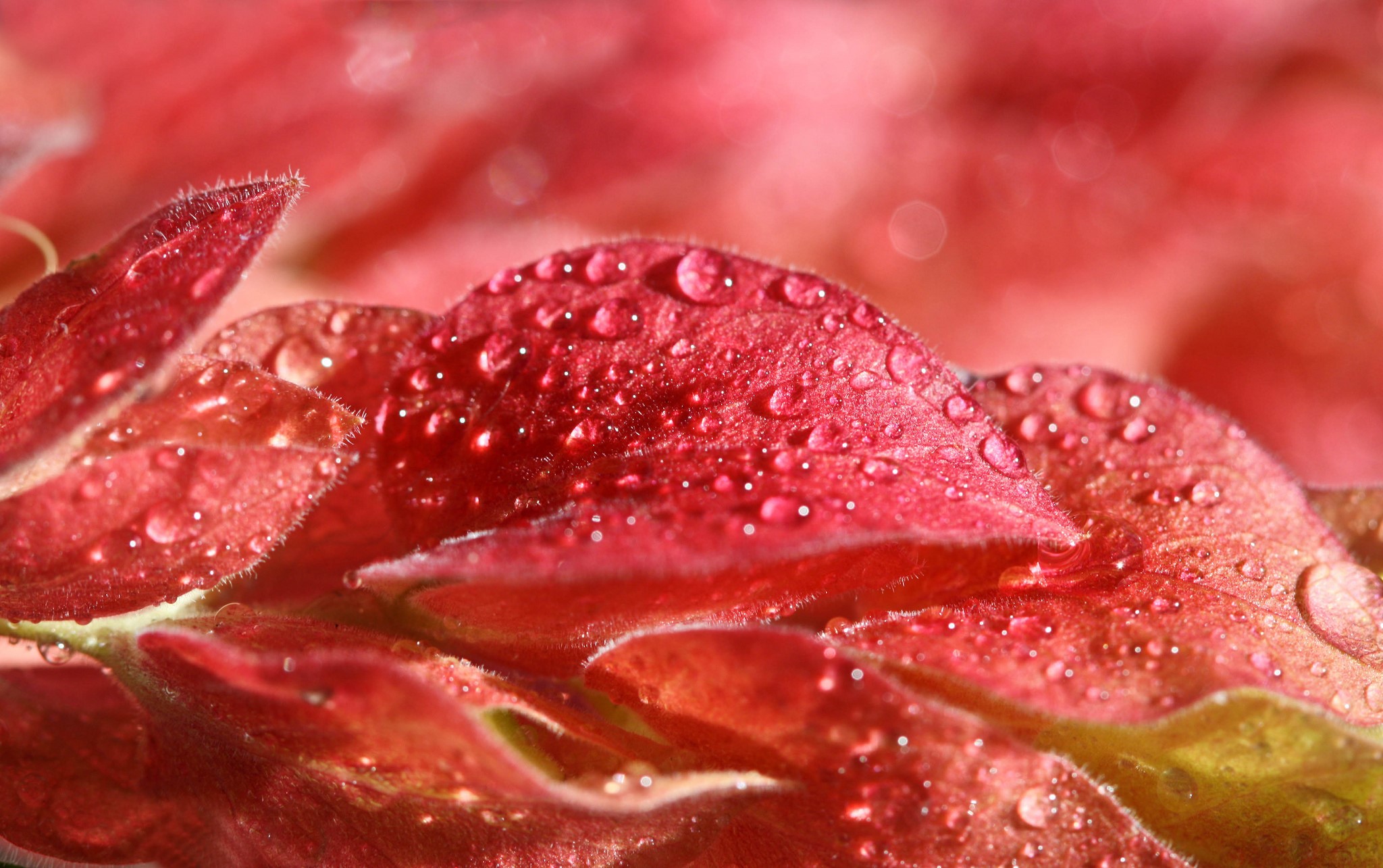 Red leaves with water drops HD Wallpaper