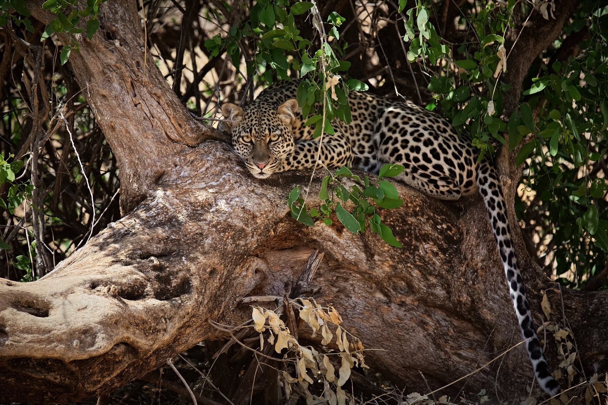Leopard resting on a tree branch HD Wallpaper
