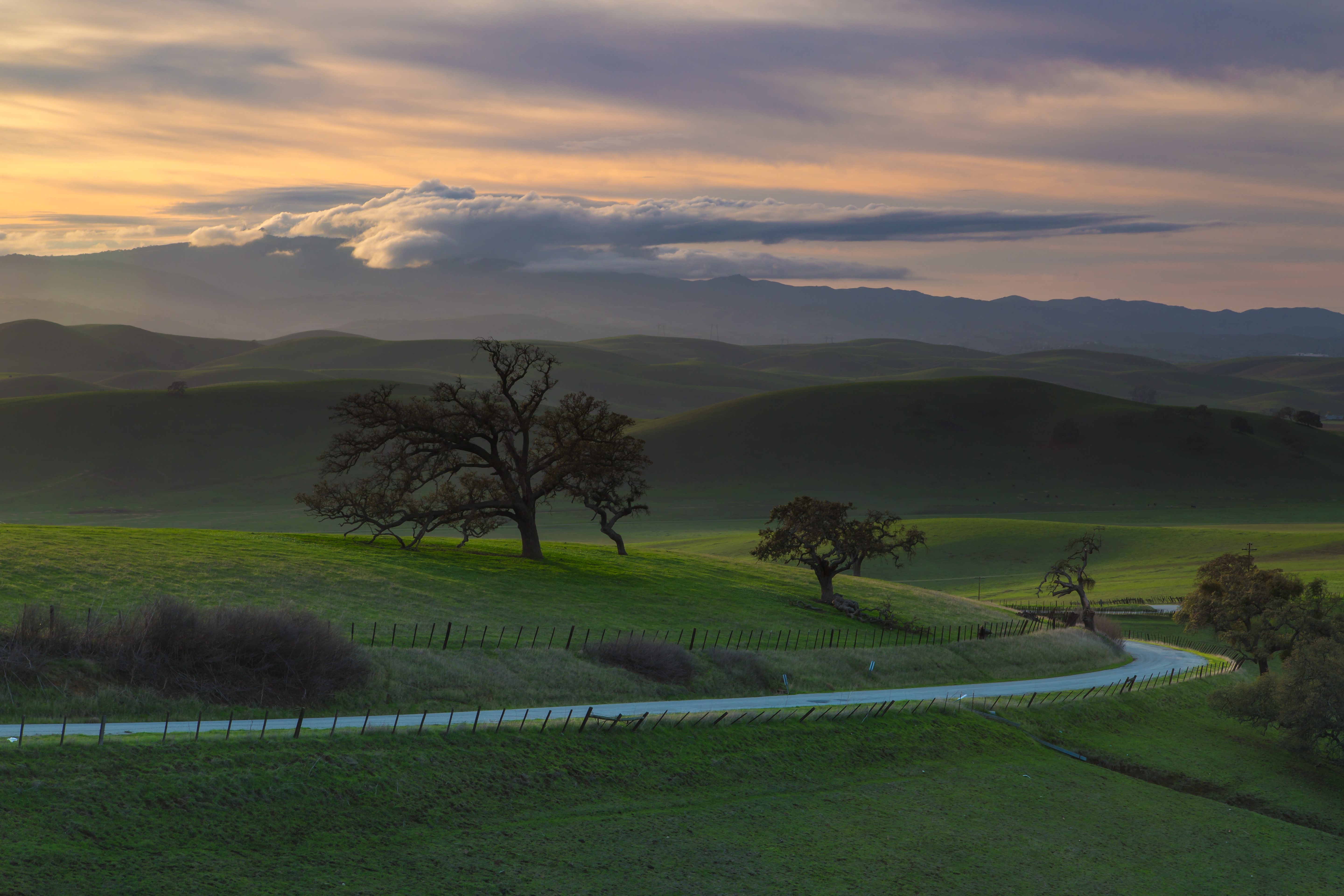 Rolling green hills with oak trees and a road HD Wallpaper
