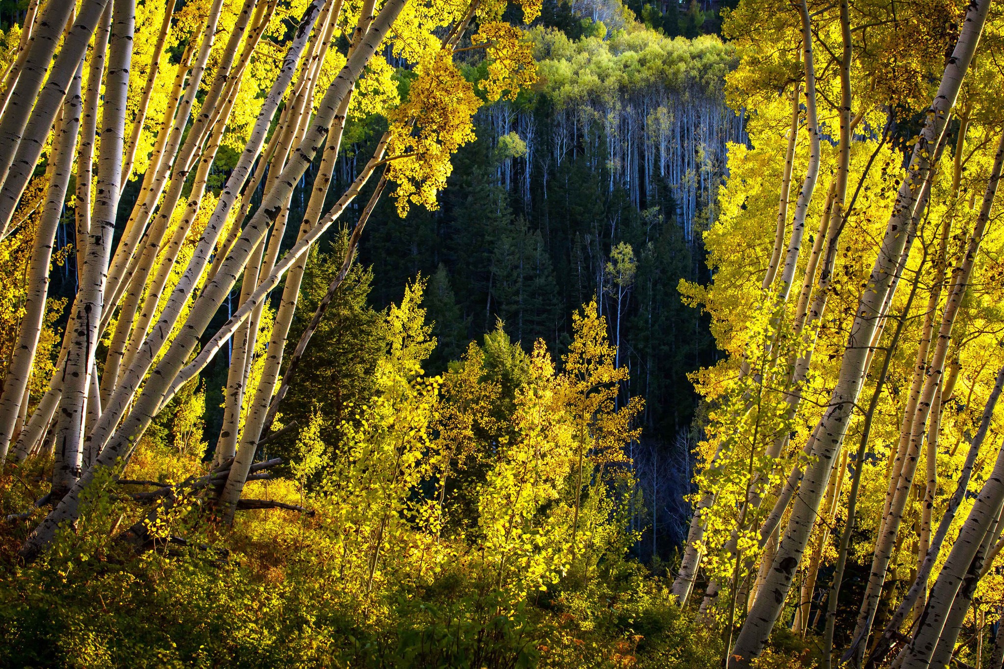 Colorado Aspen Forest in Autumn HD Wallpaper