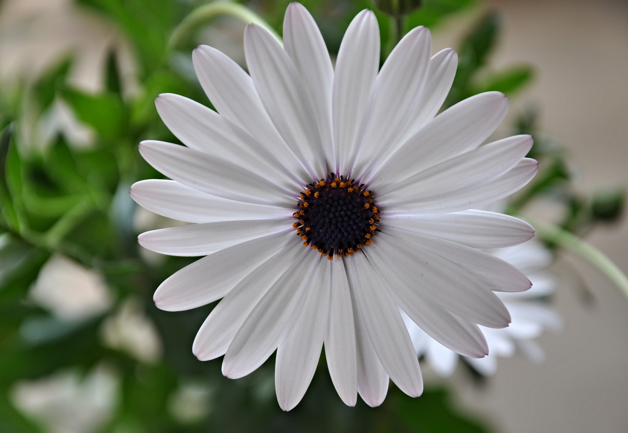 White Gerbera Daisy Closeup HD Wallpaper