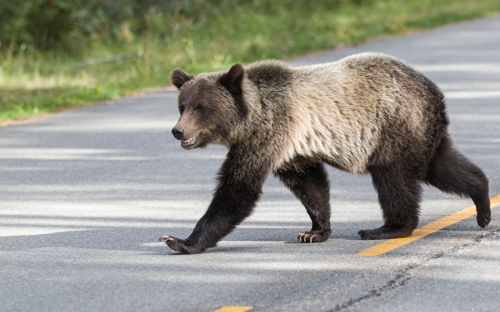 Brown bear walking on a road HD Wallpaper