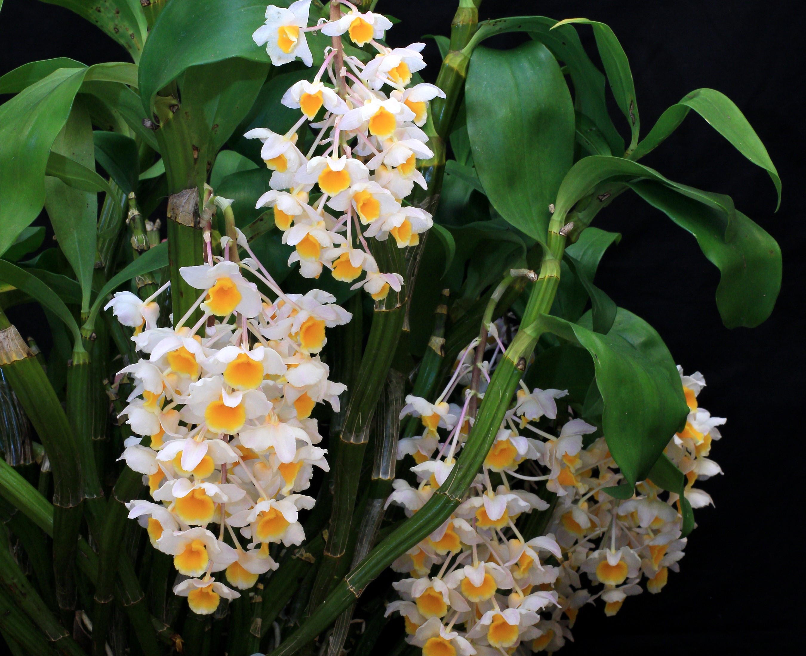 White and yellow orchids on black background HD Wallpaper