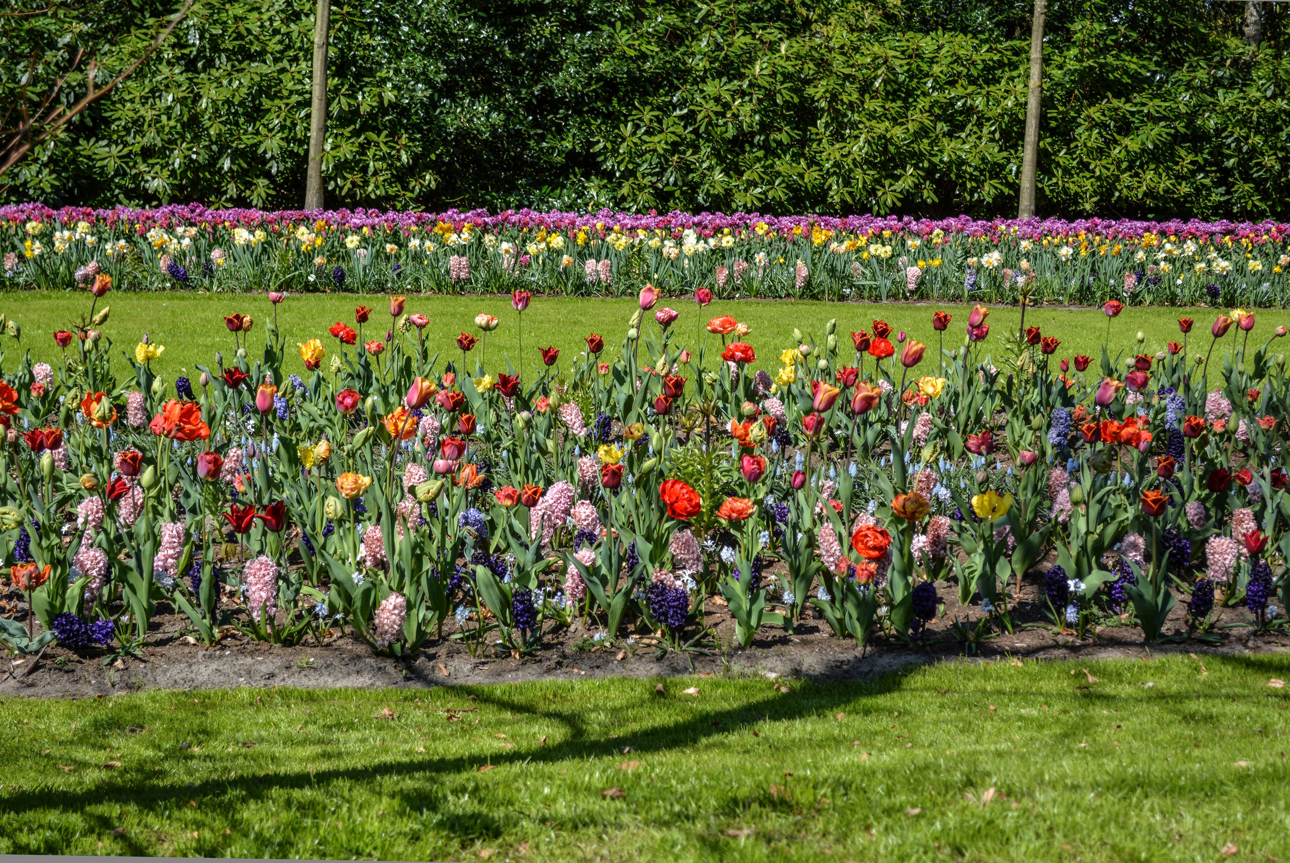 4K Keukenhof Lisse Colorful Tulips and Hyacinths HD Wallpaper