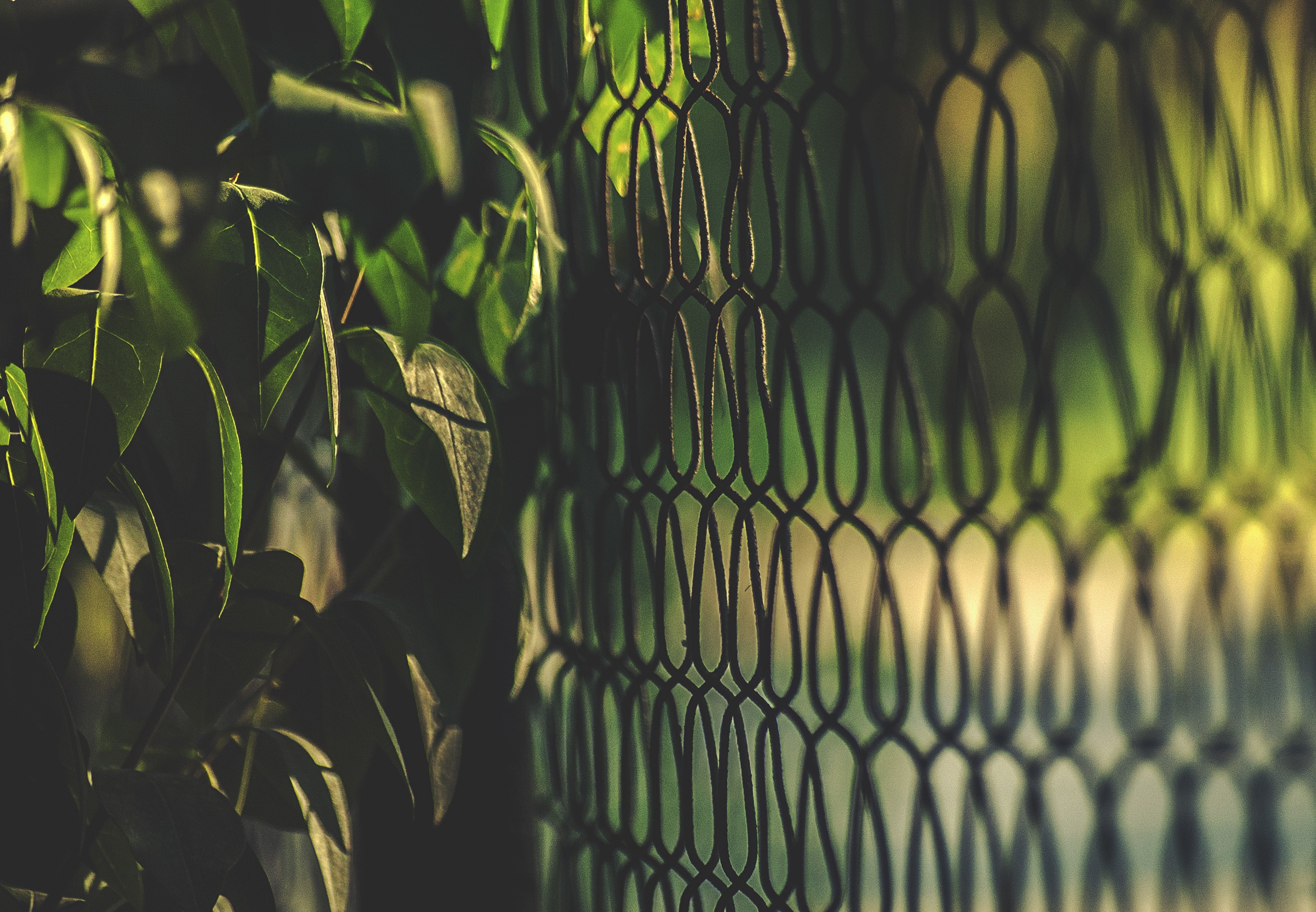 Green leaves and fence with sunlight HD Wallpaper