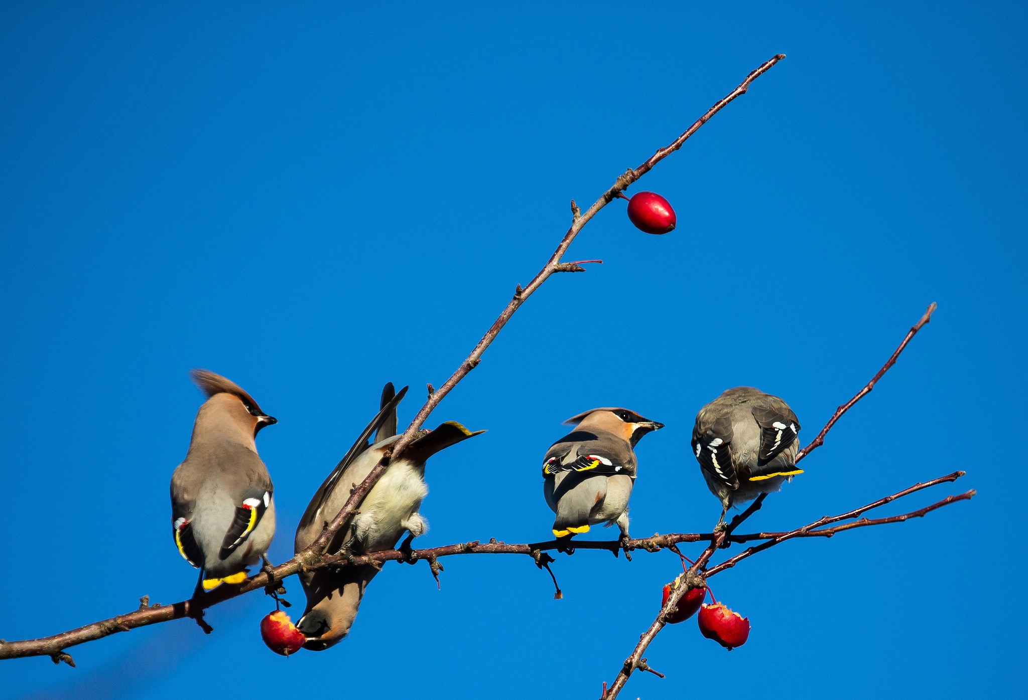 Four Bohemian Waxwings on a branch with red berries HD Wallpaper