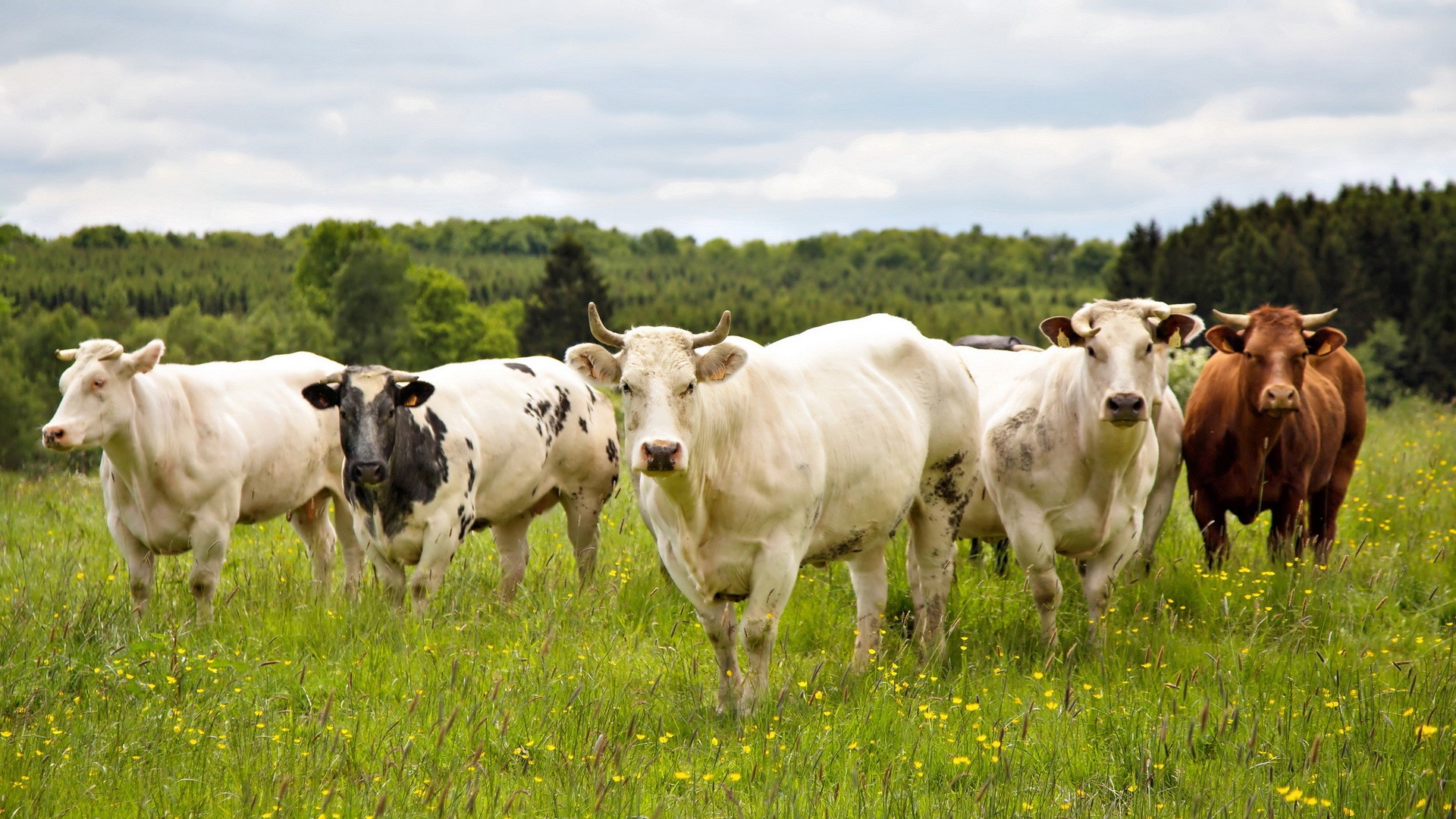 Cows in a grassy field with trees HD Wallpaper