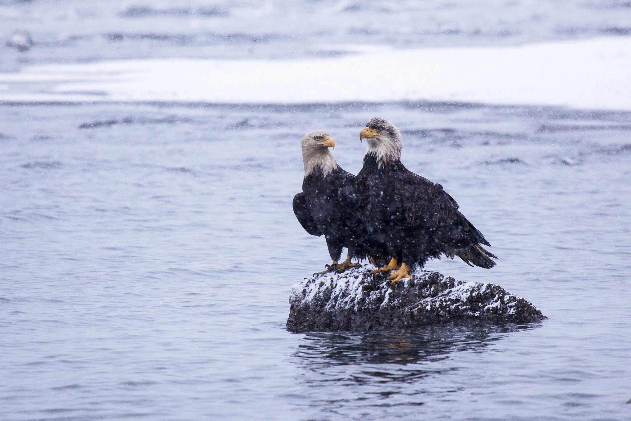 Two bald eagles on a rock in the water HD Wallpaper