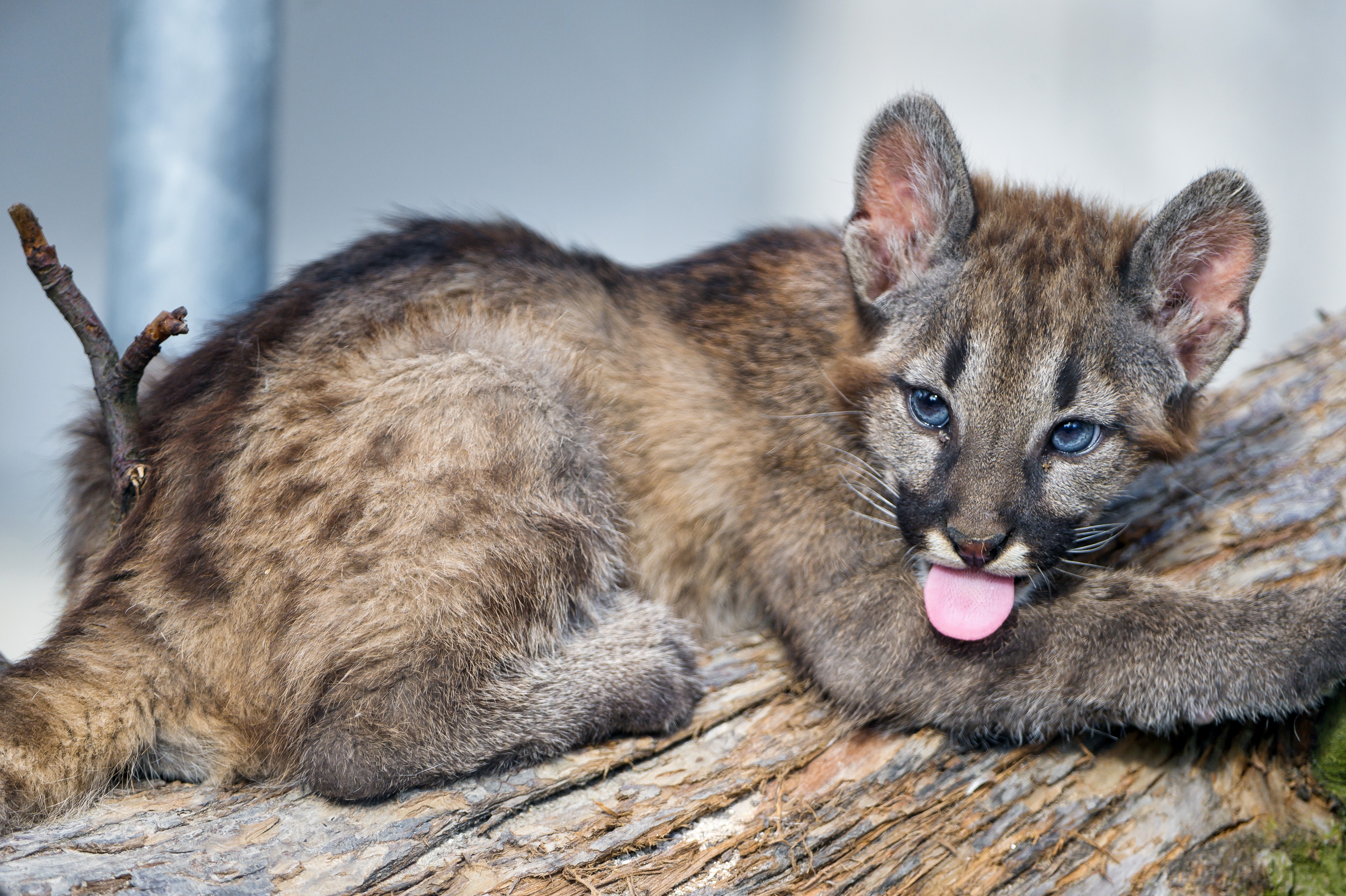 Baby Puma sticking its tongue out on a log HD Wallpaper