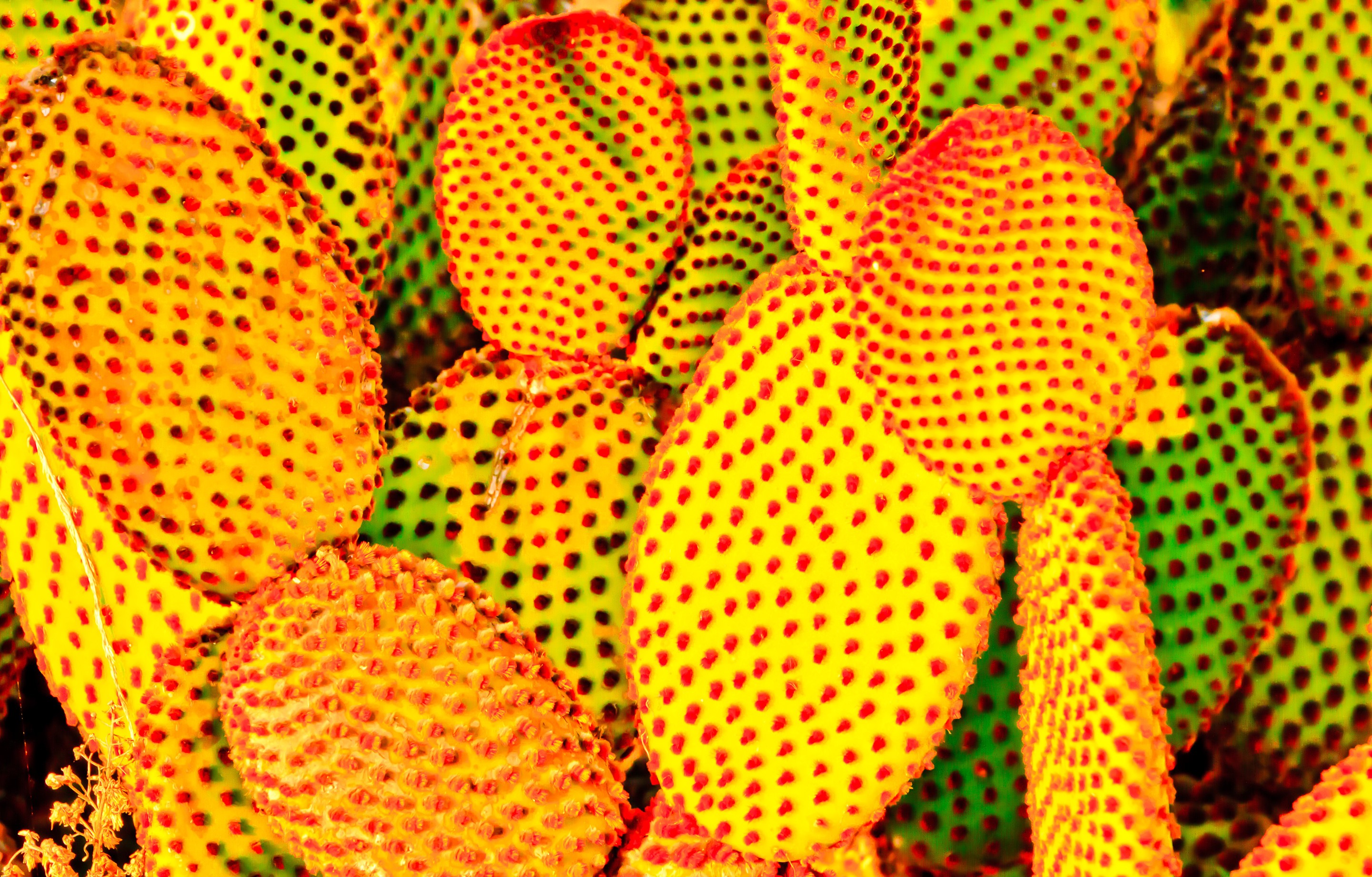 Close-up of prickly pear cactus pads HD Wallpaper