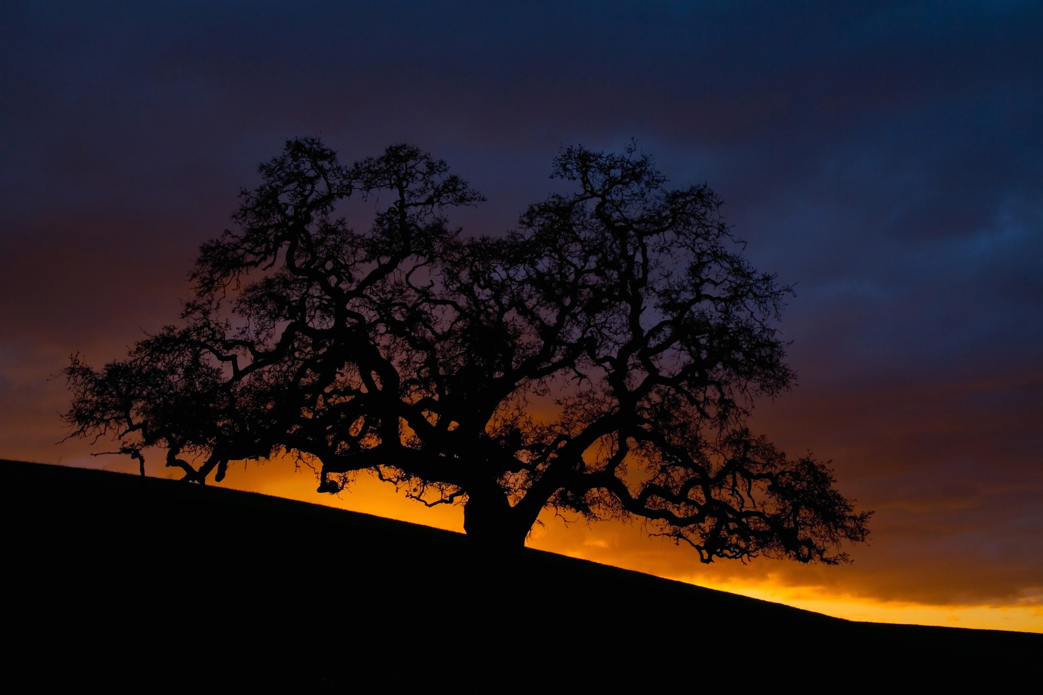 Silhouette of a large oak tree against a sunset sky HD Wallpaper