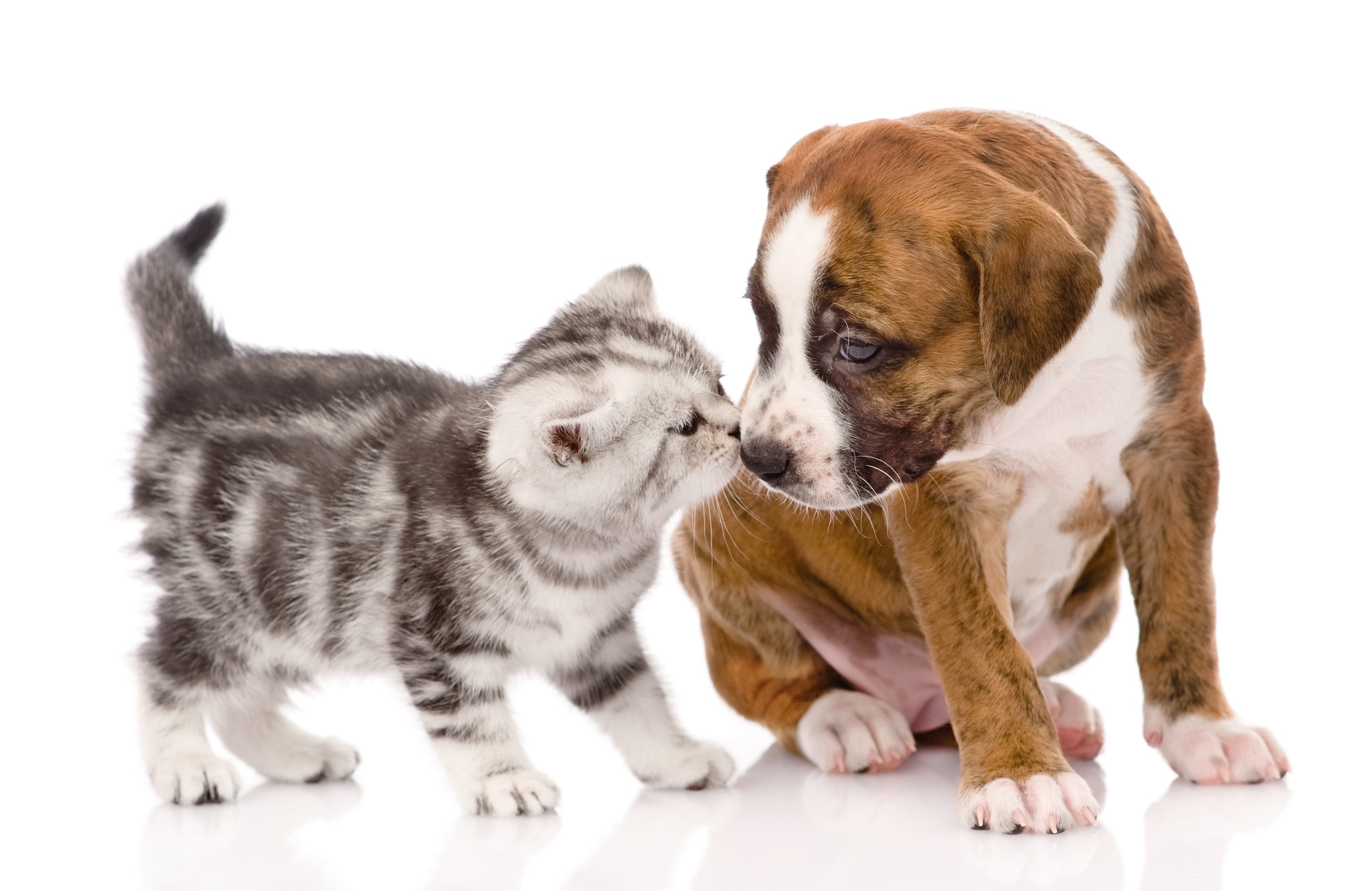Kitten nuzzles a puppy HD Wallpaper