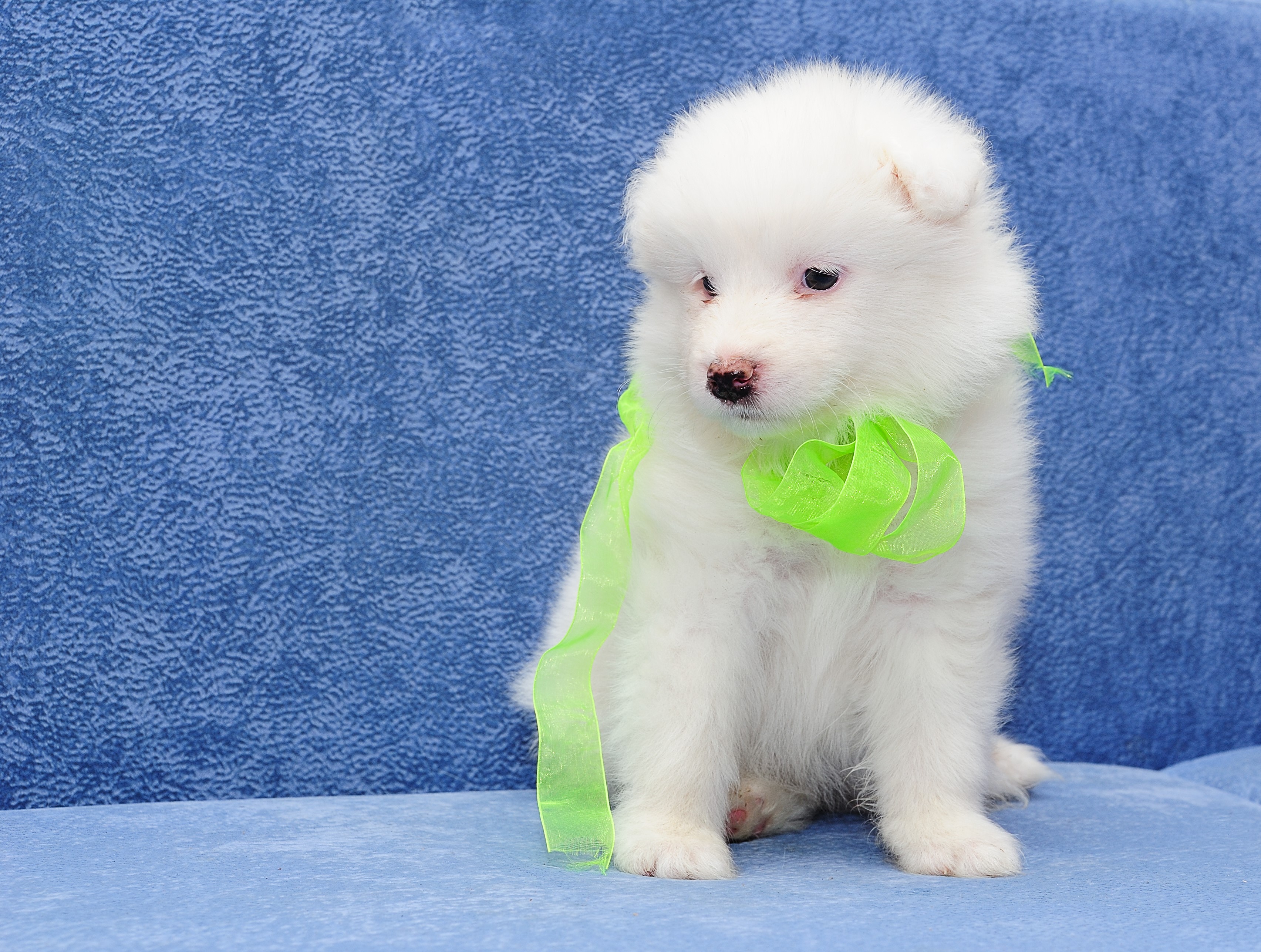 White Samoyed puppy with green ribbon HD Wallpaper