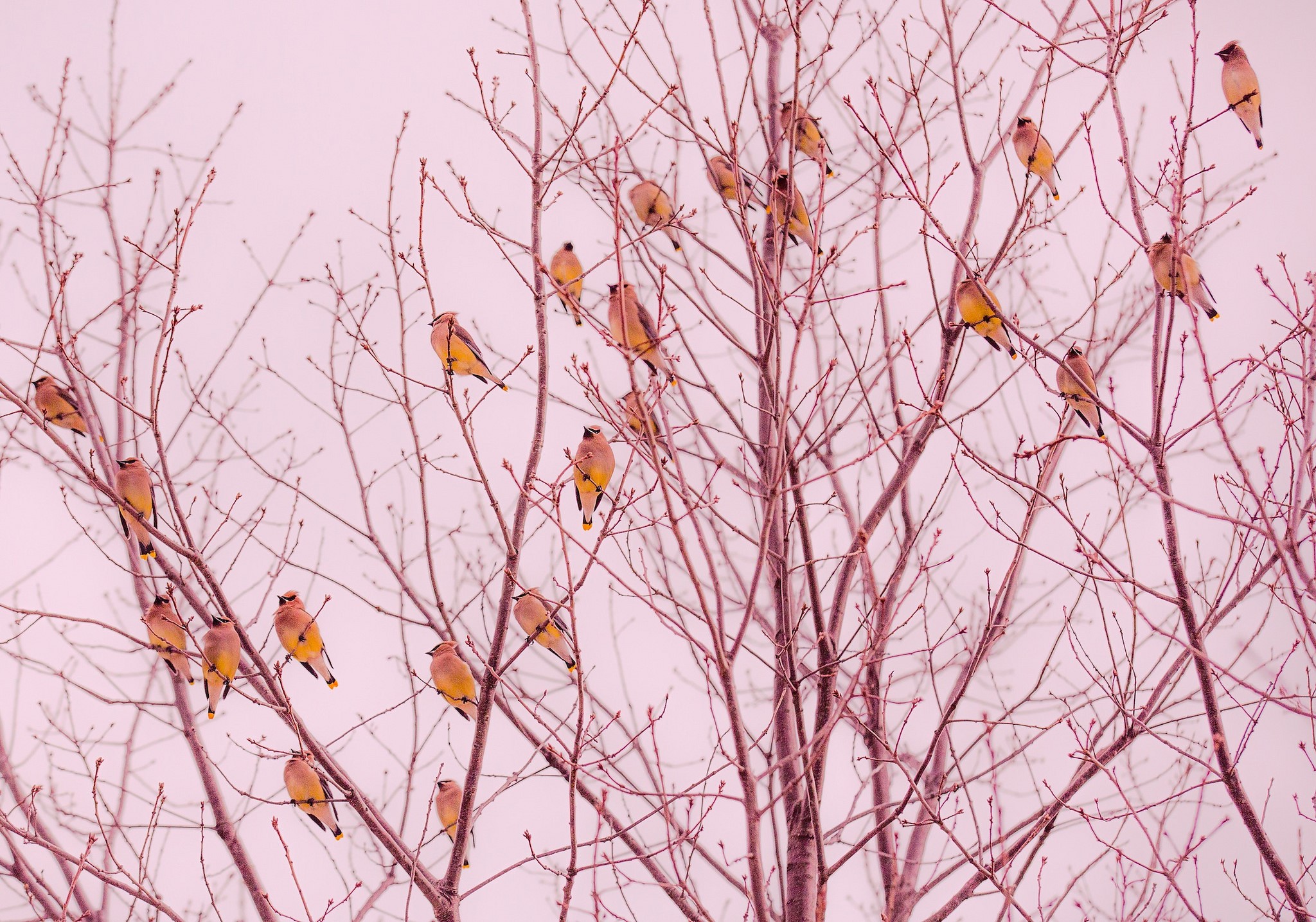 Flock of Cedar Waxwings on Bare Branches HD Wallpaper