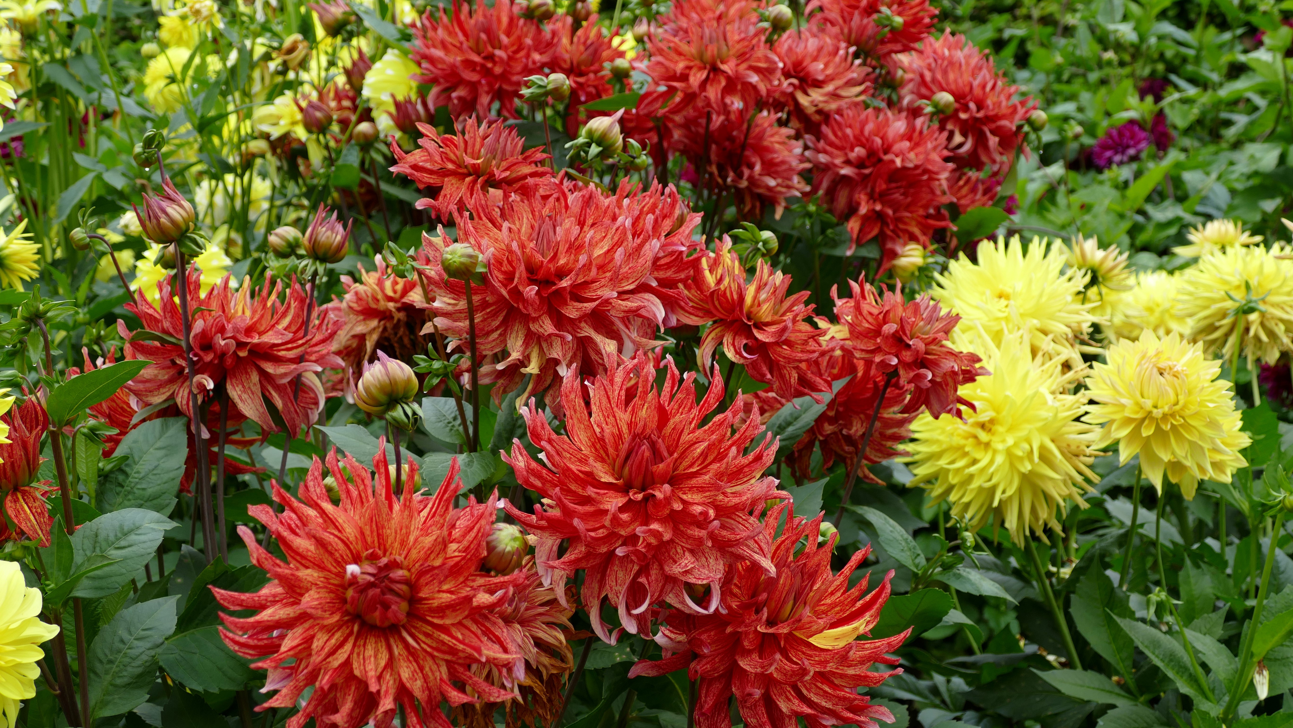 Dahlias in bloom HD Wallpaper