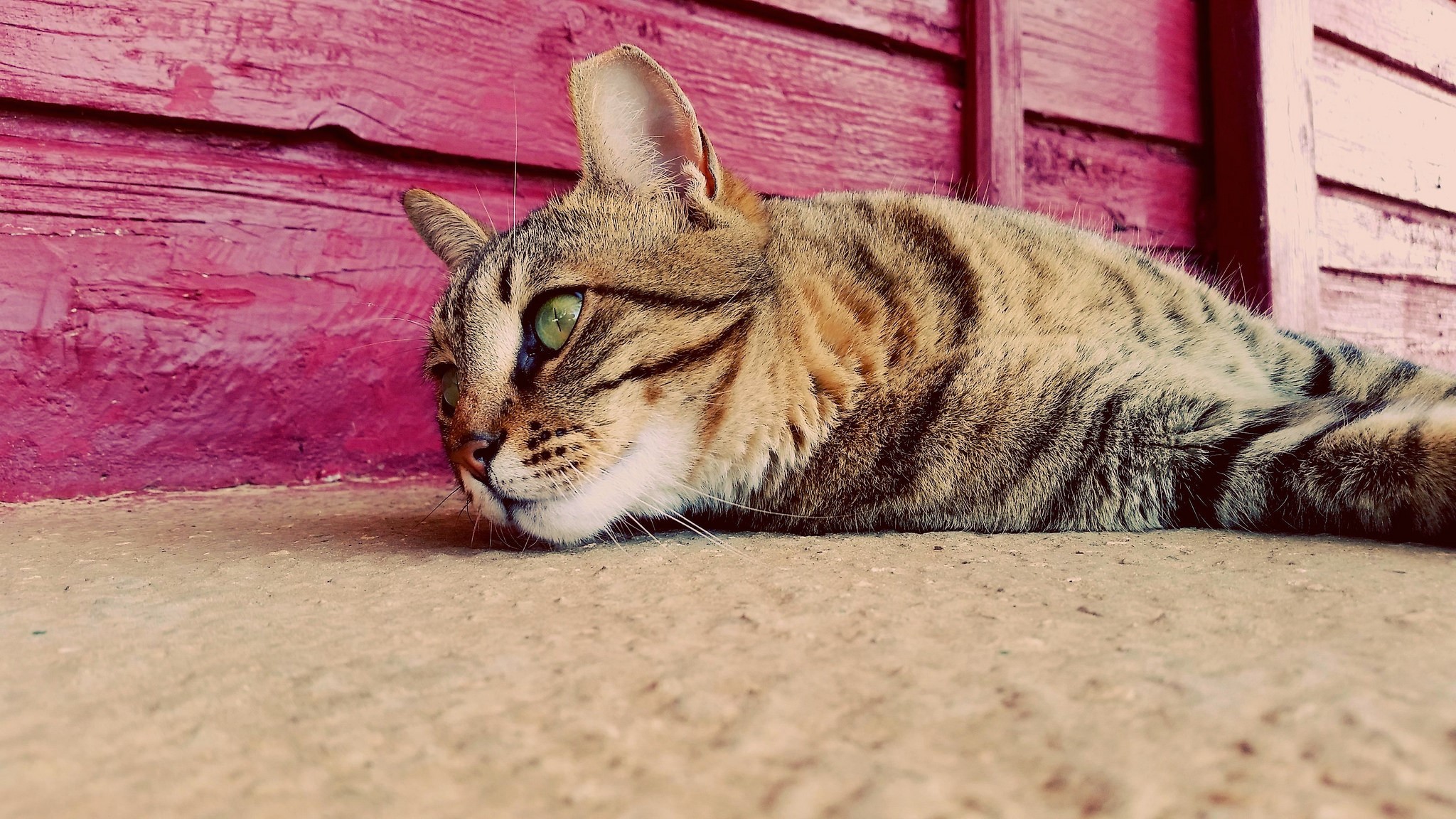 Tabby cat lying on concrete in front of a pink wooden wall HD Wallpaper