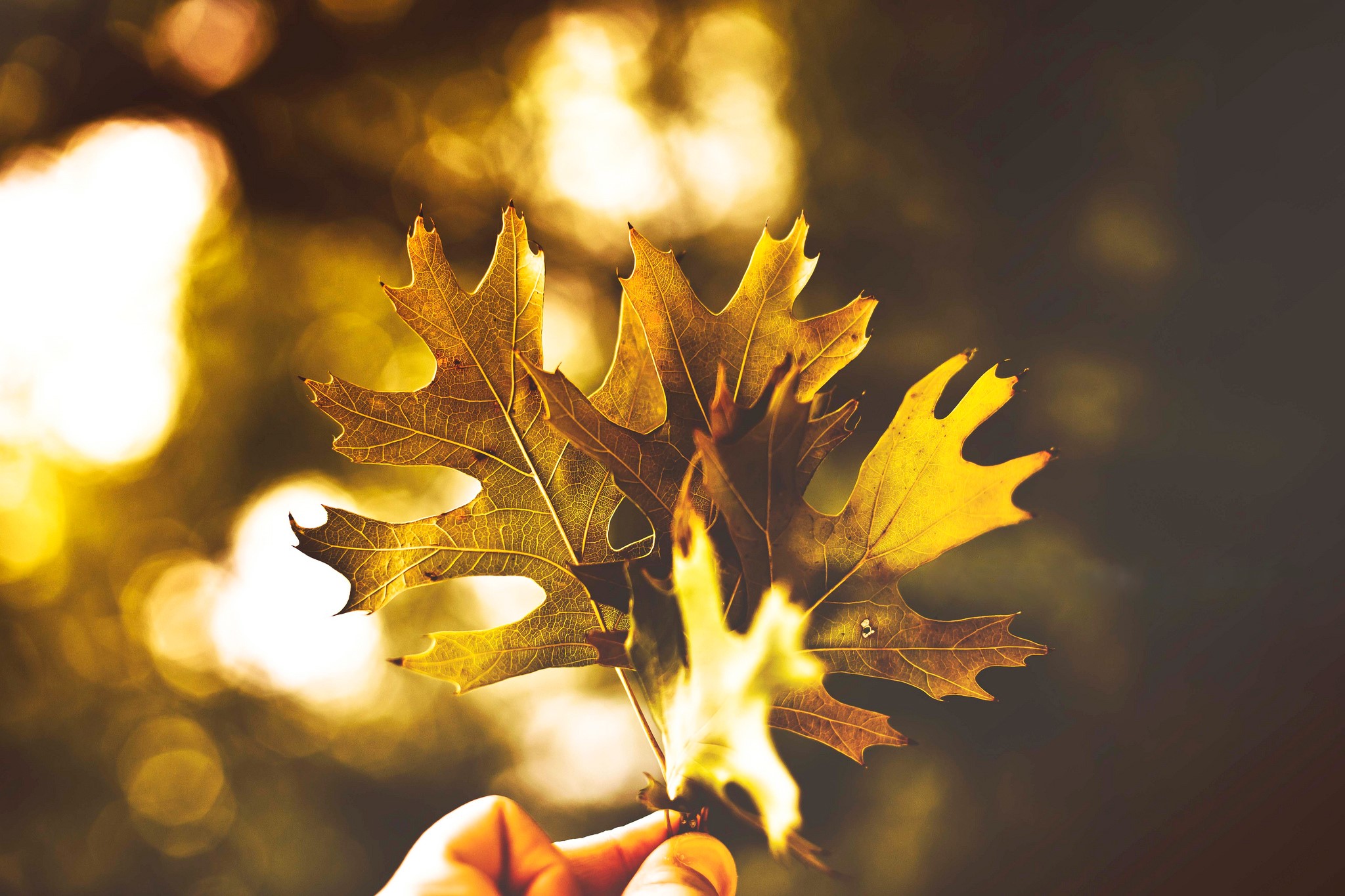 Autumn Oak Leaves Held in Hand HD Wallpaper