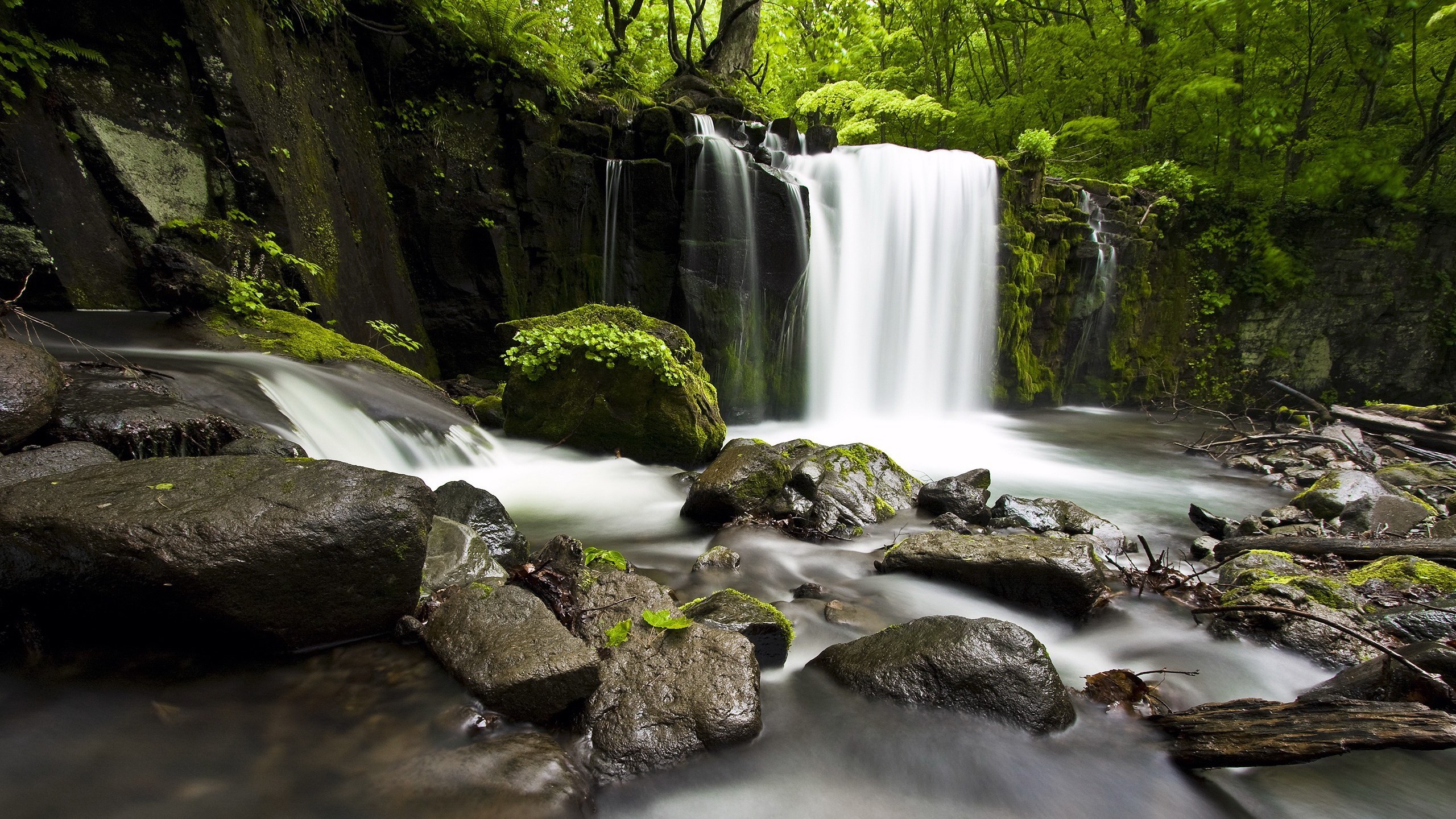 Waterfall in a lush green forest with mossy rocks HD Wallpaper