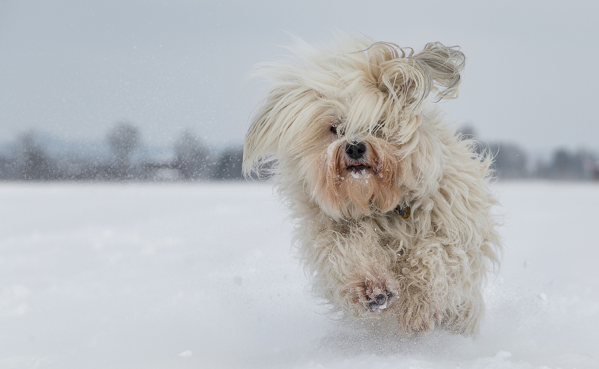 Fluffy white dog running through snow HD Wallpaper