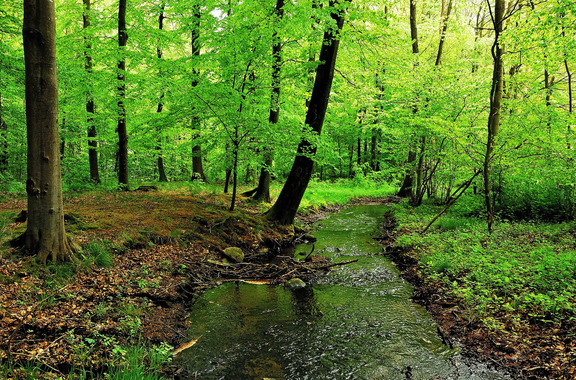A stream flows through a sunlit green forest with tall trees. HD Wallpaper