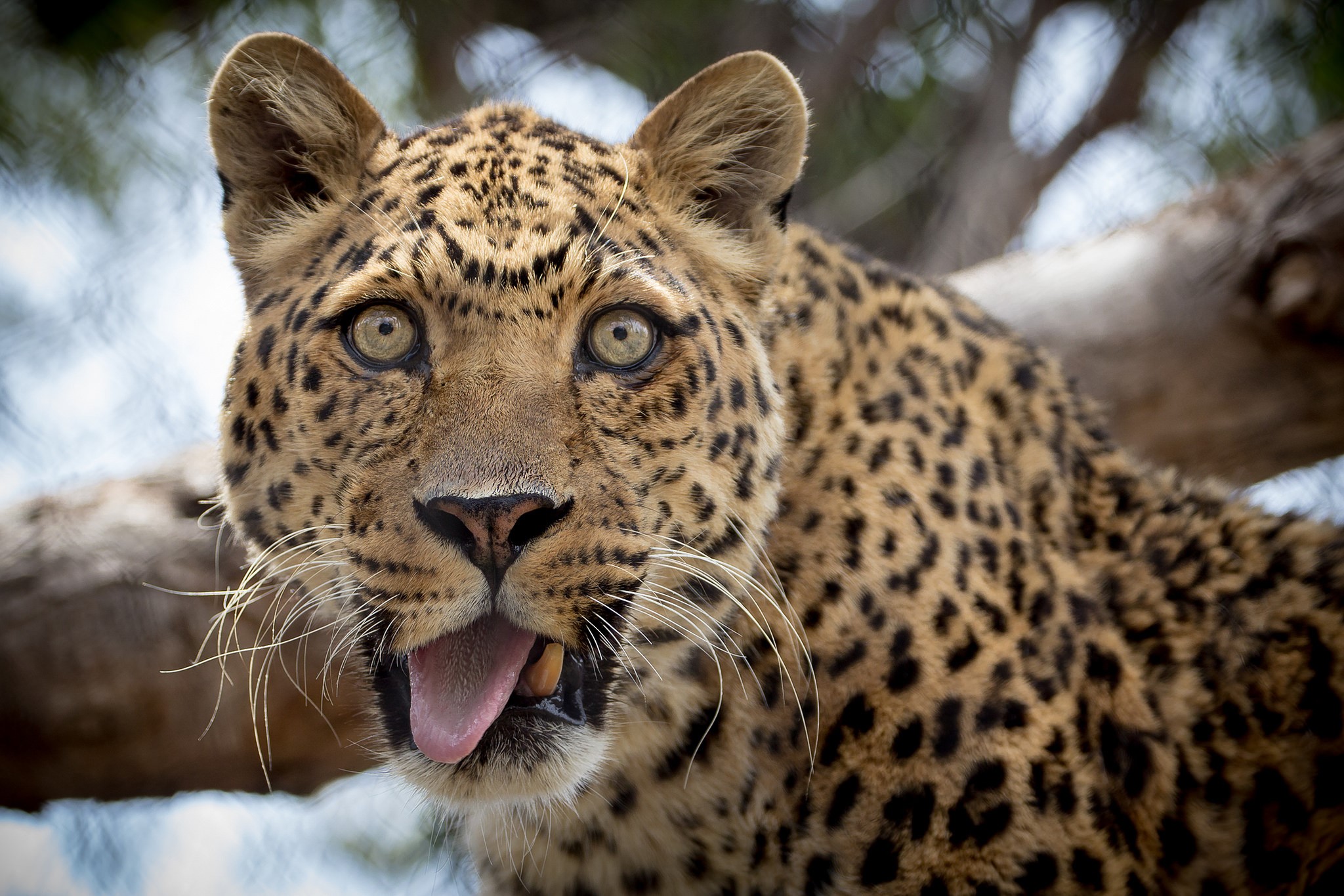 Leopard with tongue out on a tree branch HD Wallpaper