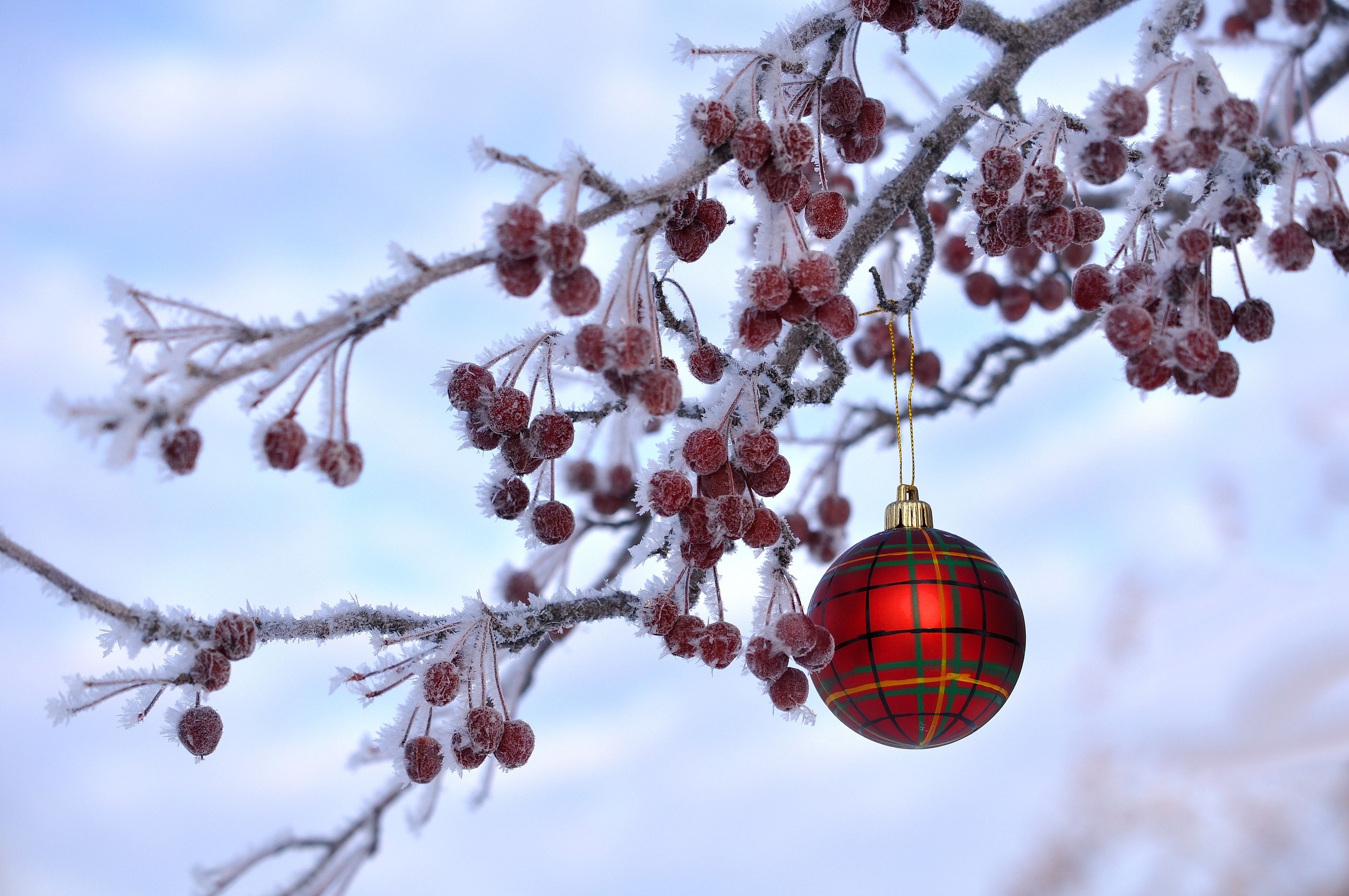 Christmas ornament on frosted branches with berries HD Wallpaper