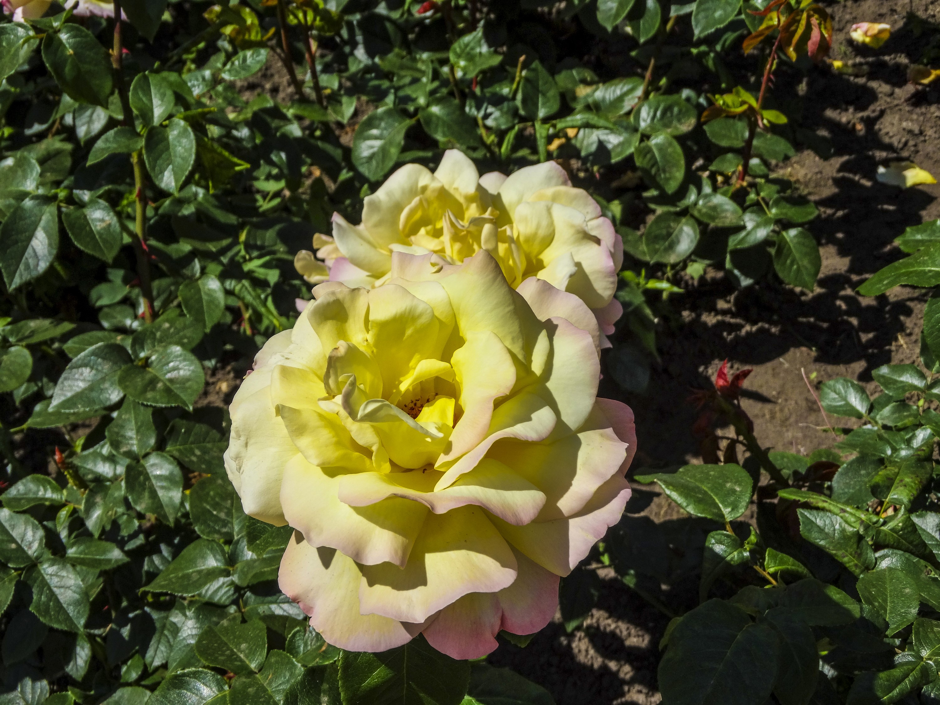 Yellow Roses with Pink Edges and Green Foliage HD Wallpaper