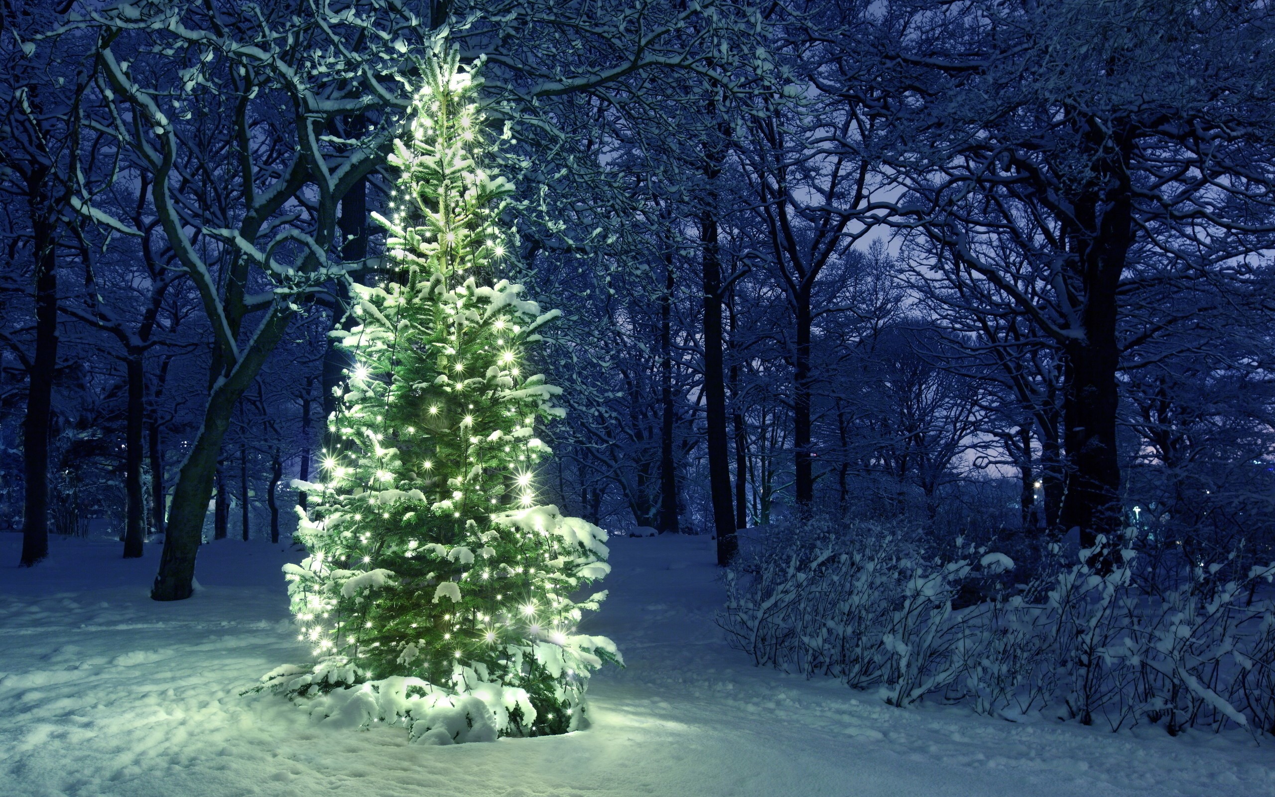 Decorated Christmas tree in a snowy forest at night HD Wallpaper