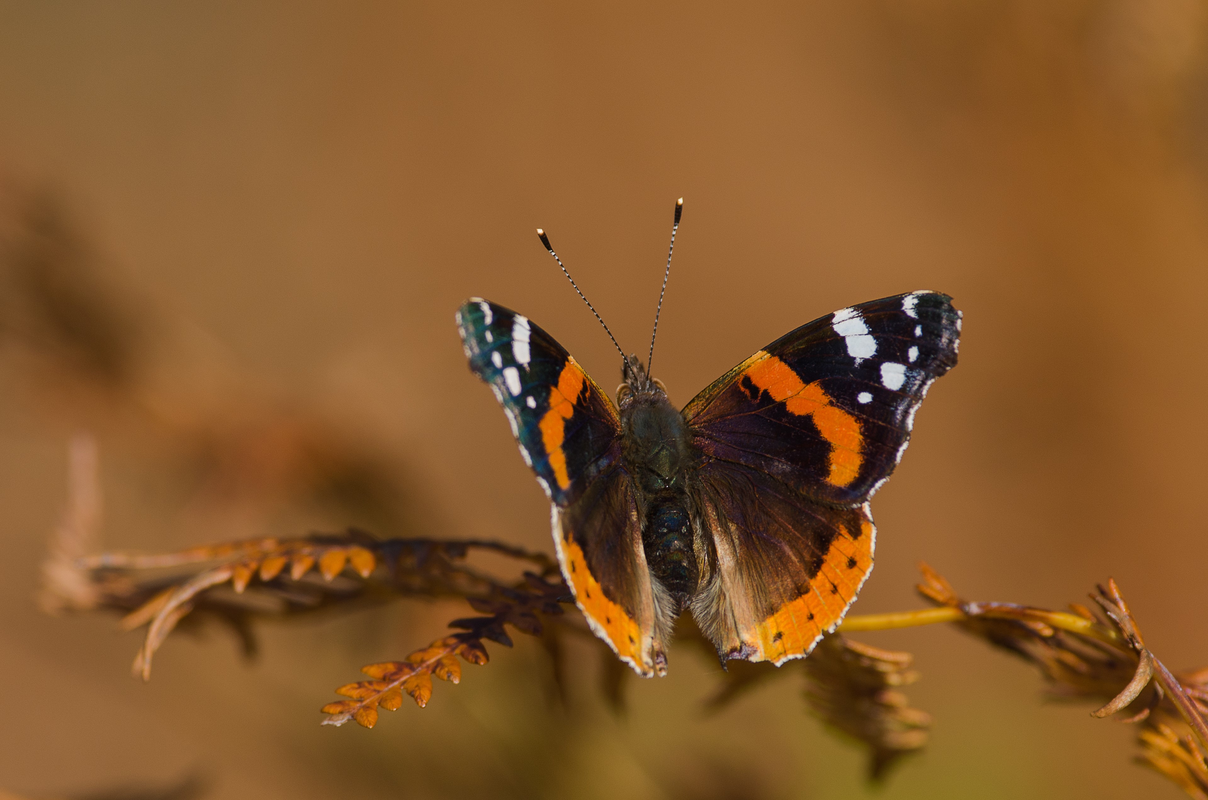 Red Admiral butterfly on a dry plant HD Wallpaper