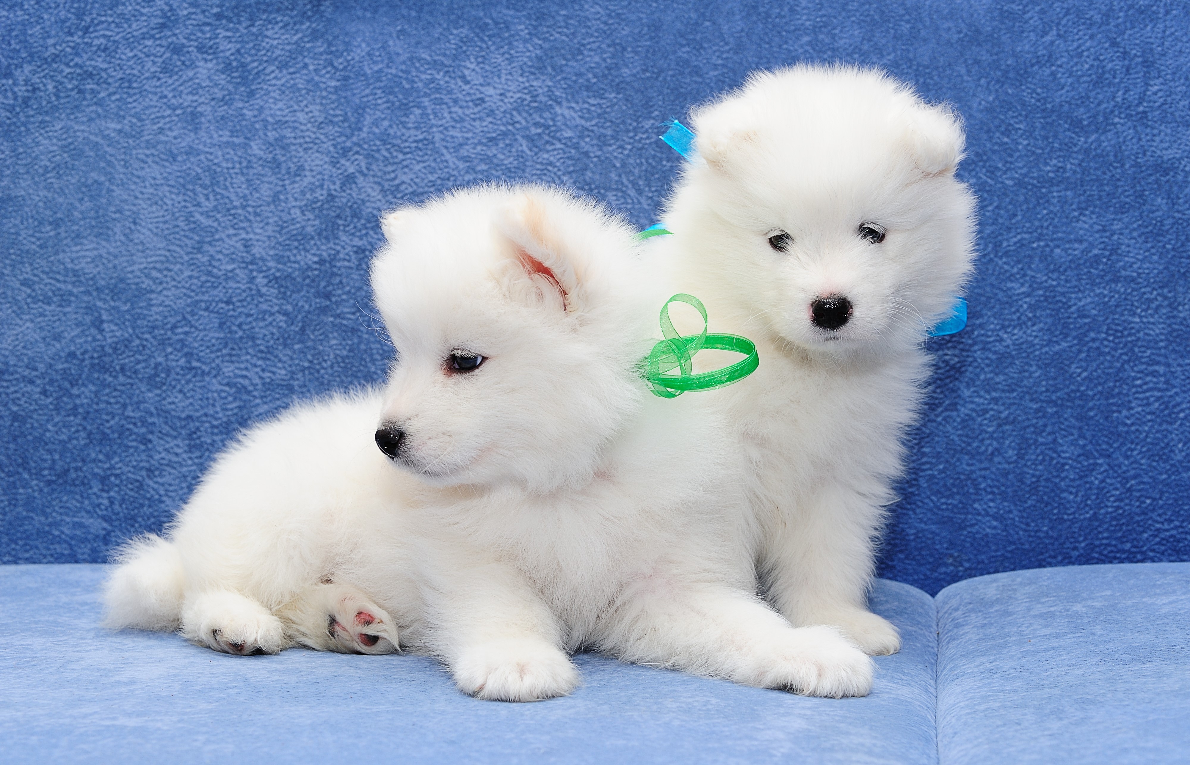 Two Samoyed Puppies with Ribbons HD Wallpaper