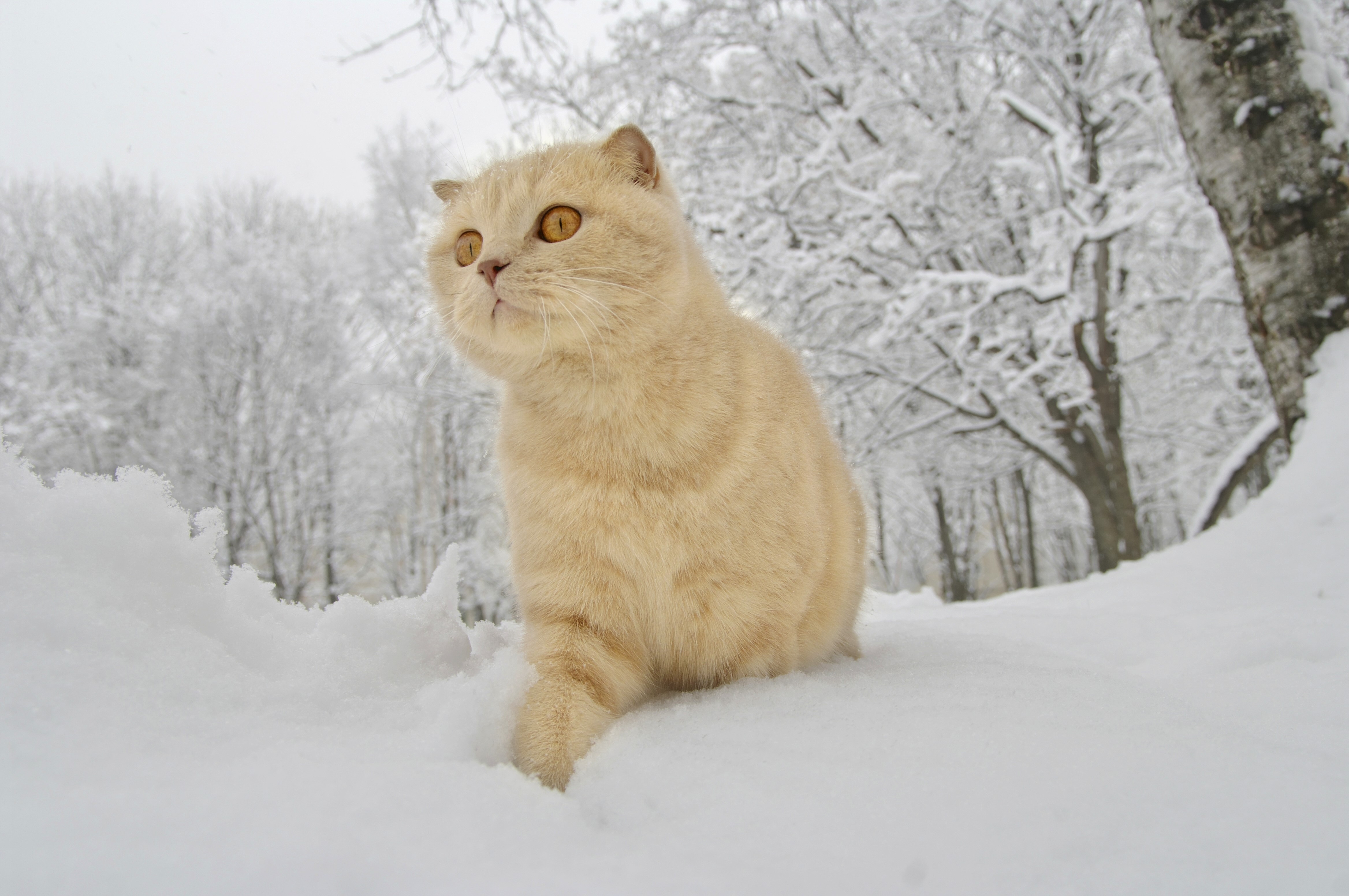 Cream Scottish Fold cat in snow HD Wallpaper