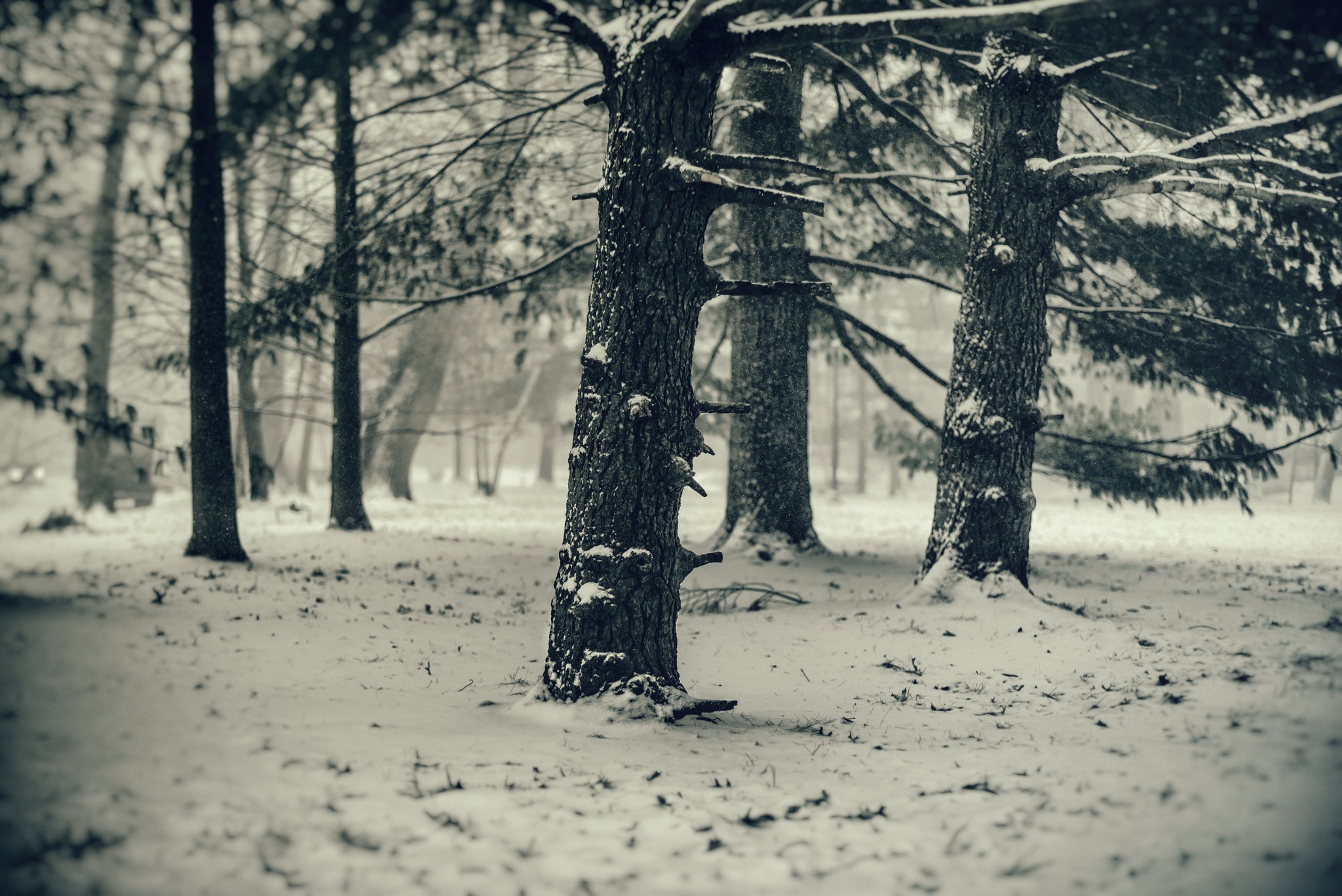 Winter forest with snow covered trees HD Wallpaper