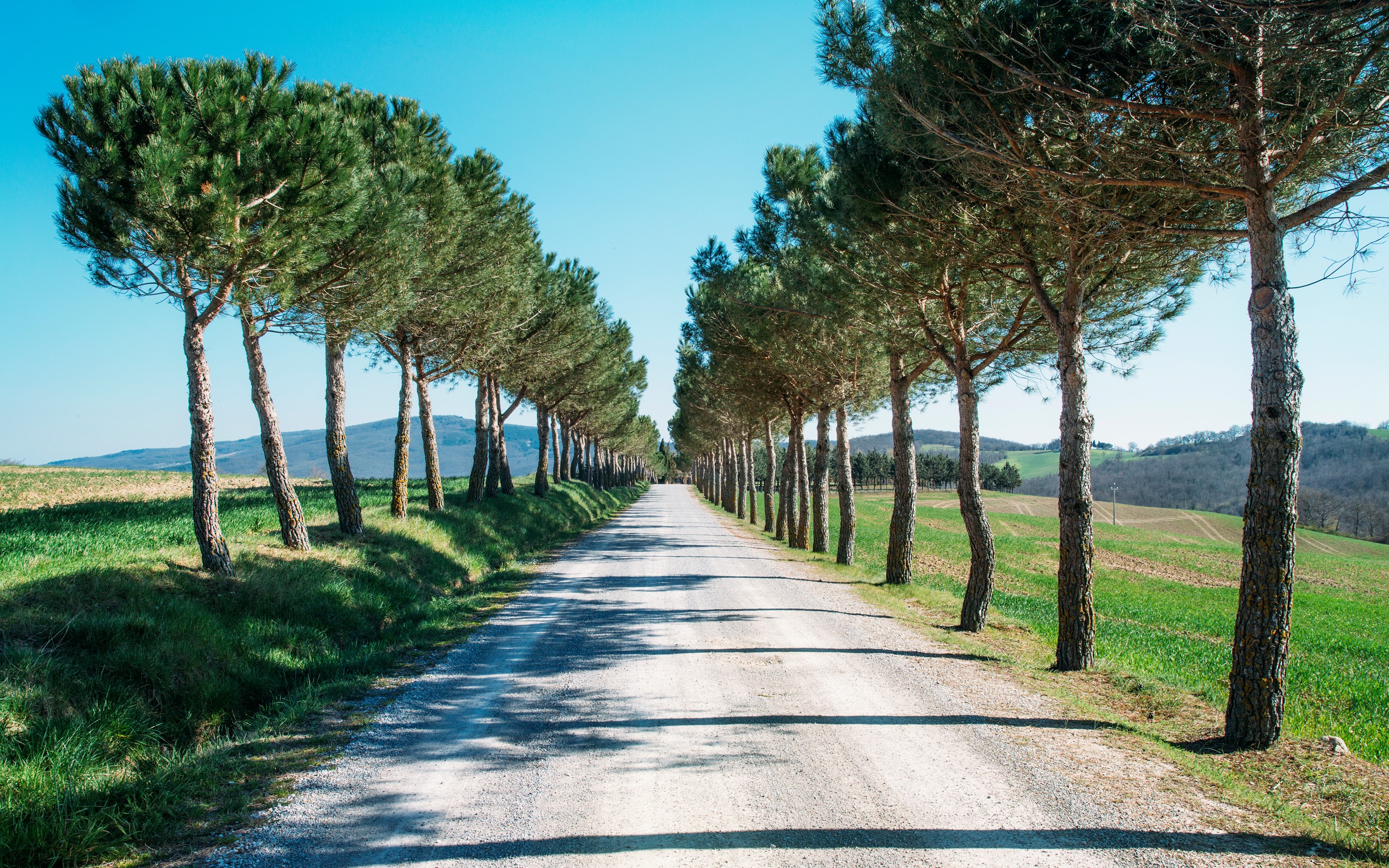 Avenue of trees lining a dirt road HD Wallpaper