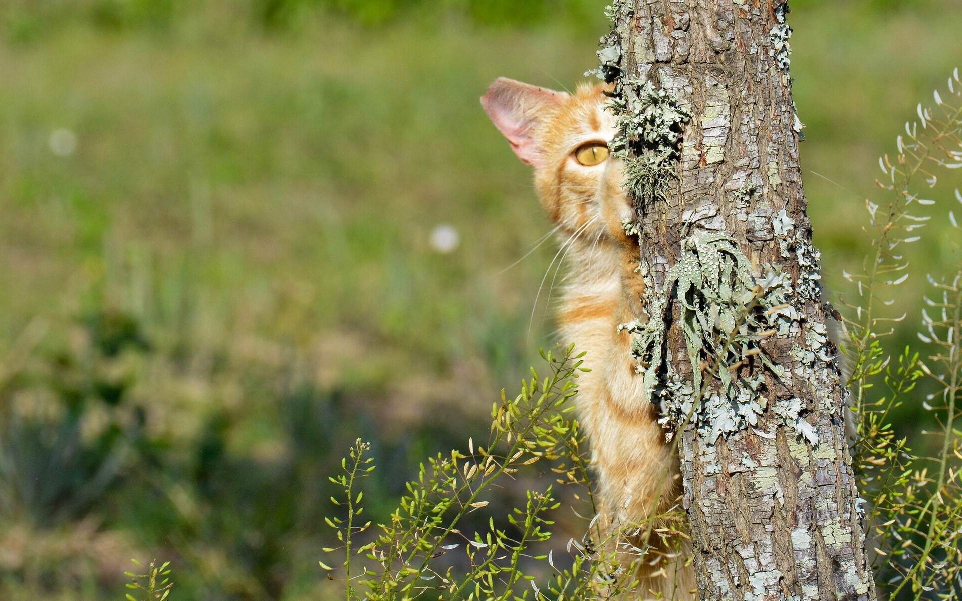 Orange cat peeking from behind a tree trunk HD Wallpaper
