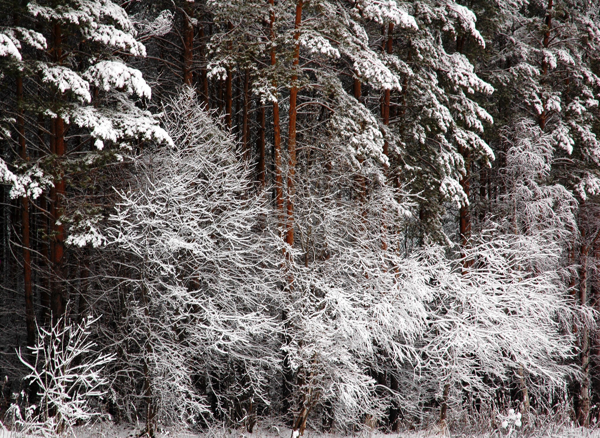 Snow-covered trees in a forest HD Wallpaper