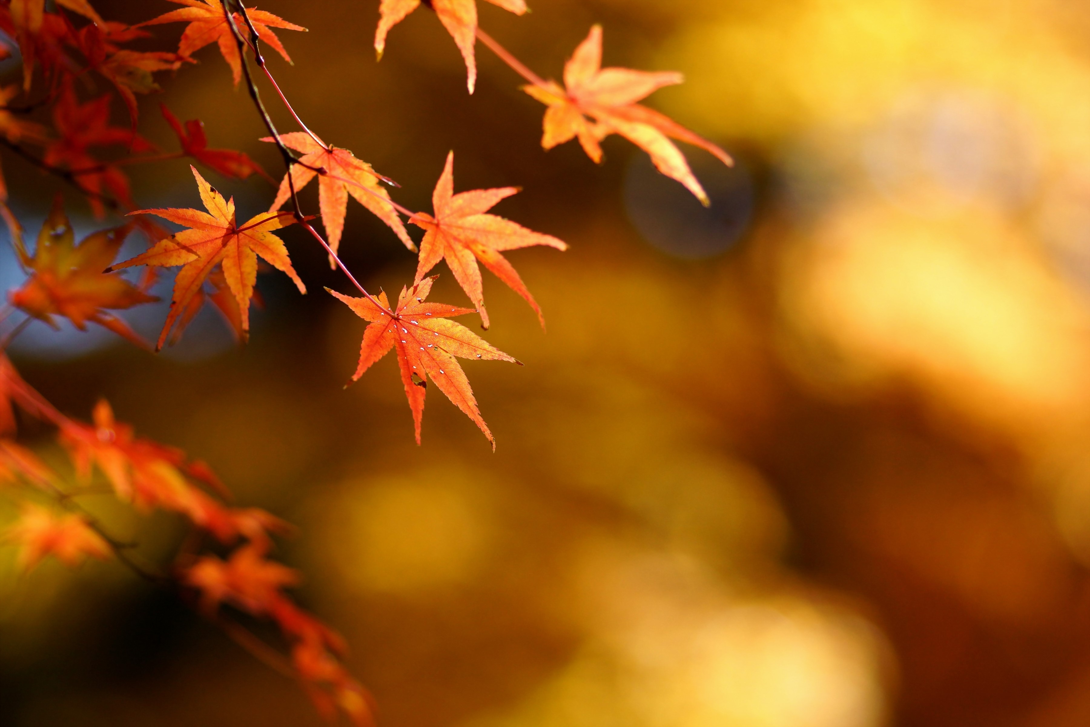 Autumn Maple Leaves HD Wallpaper