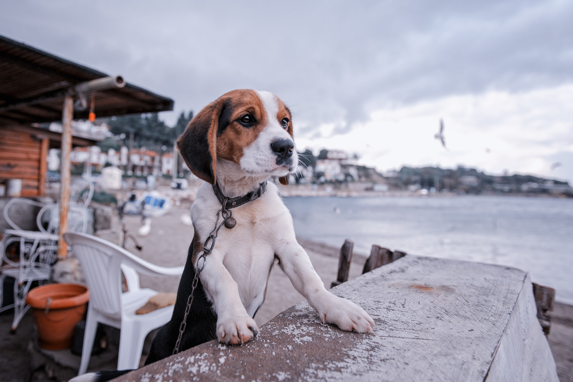Beagle puppy on a table by the sea HD Wallpaper