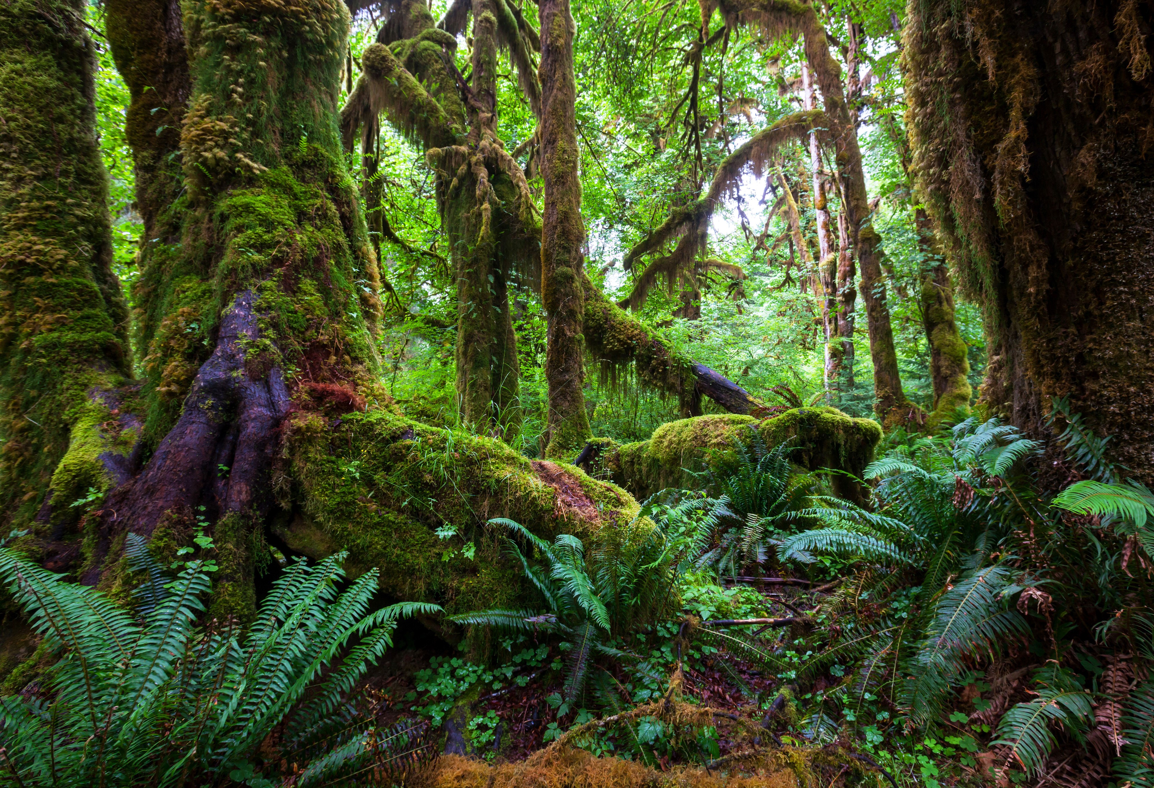 Mossy forest with ferns and trees HD Wallpaper